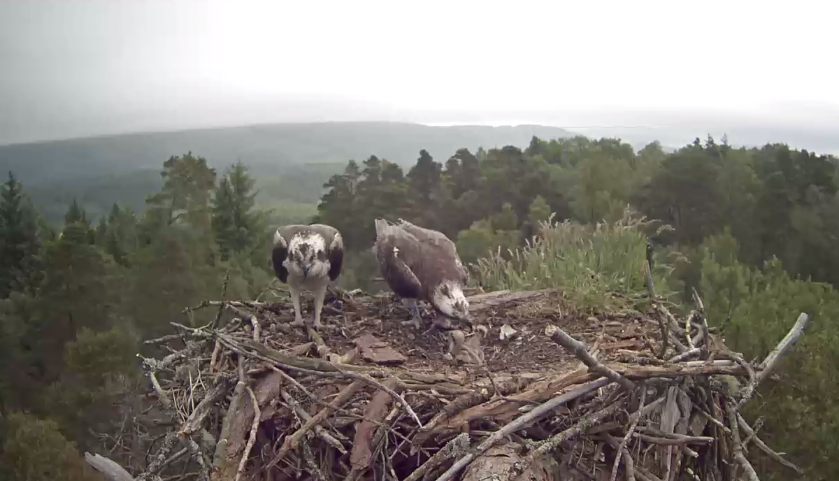 Osprey pair feeding chicks (RSPB)