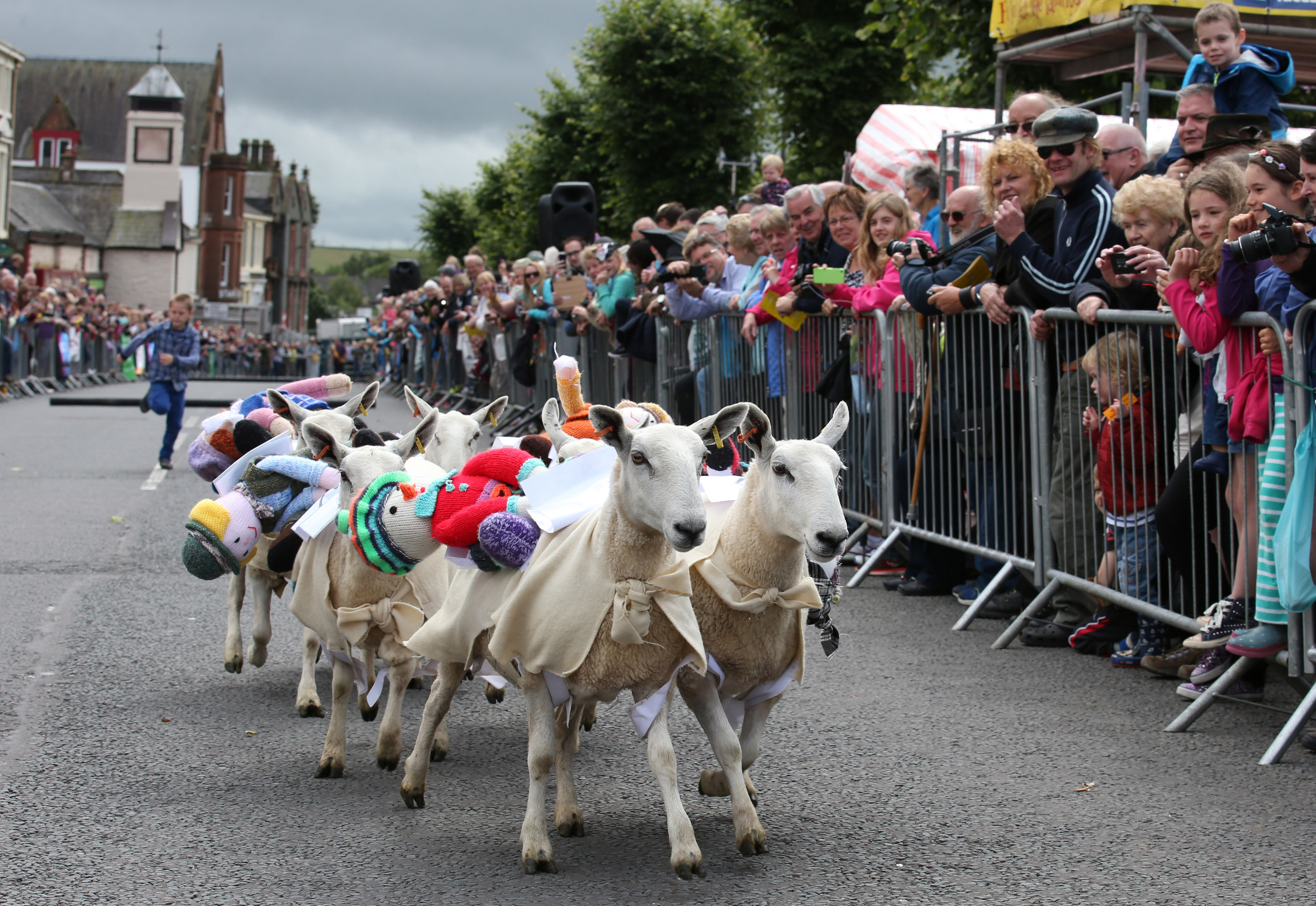 Sheep race down Moffat High Street in Dumfriesshire during the annual Moffat Sheep Races (Andrew Milligan / PA Wire)