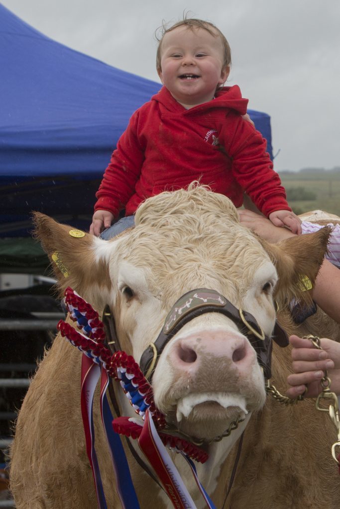One year old Jenson Gunn, Mavsie, Lybster, the youngest member of the British Simmental Cattle Society, with his heifer, Mavsey Golden Pride, that won the champion of champions award at both Caithness County and Latheron shows. (Robert MacDonald / Northern Studios)