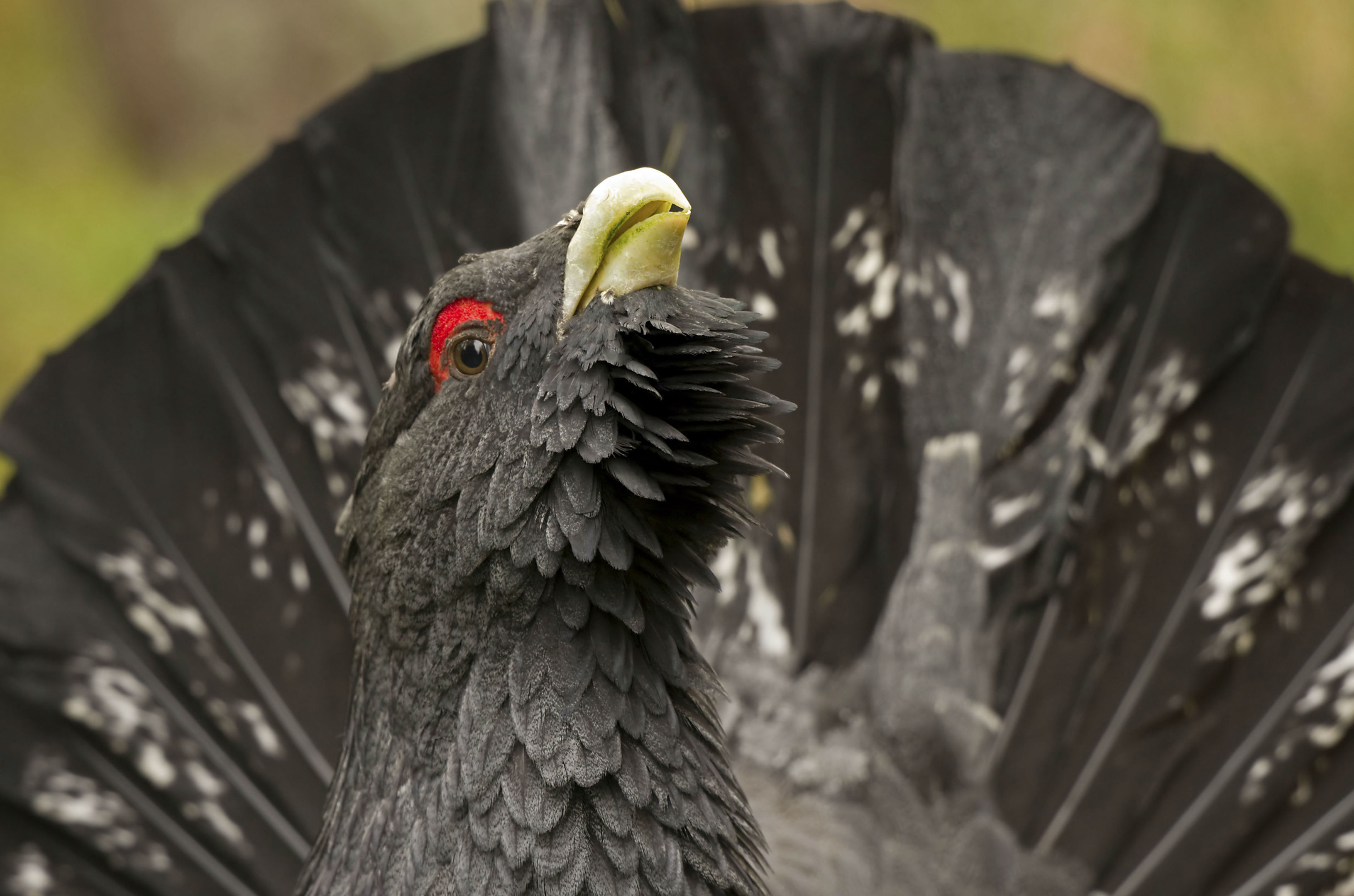 Capercaillie (Dave Braddock)