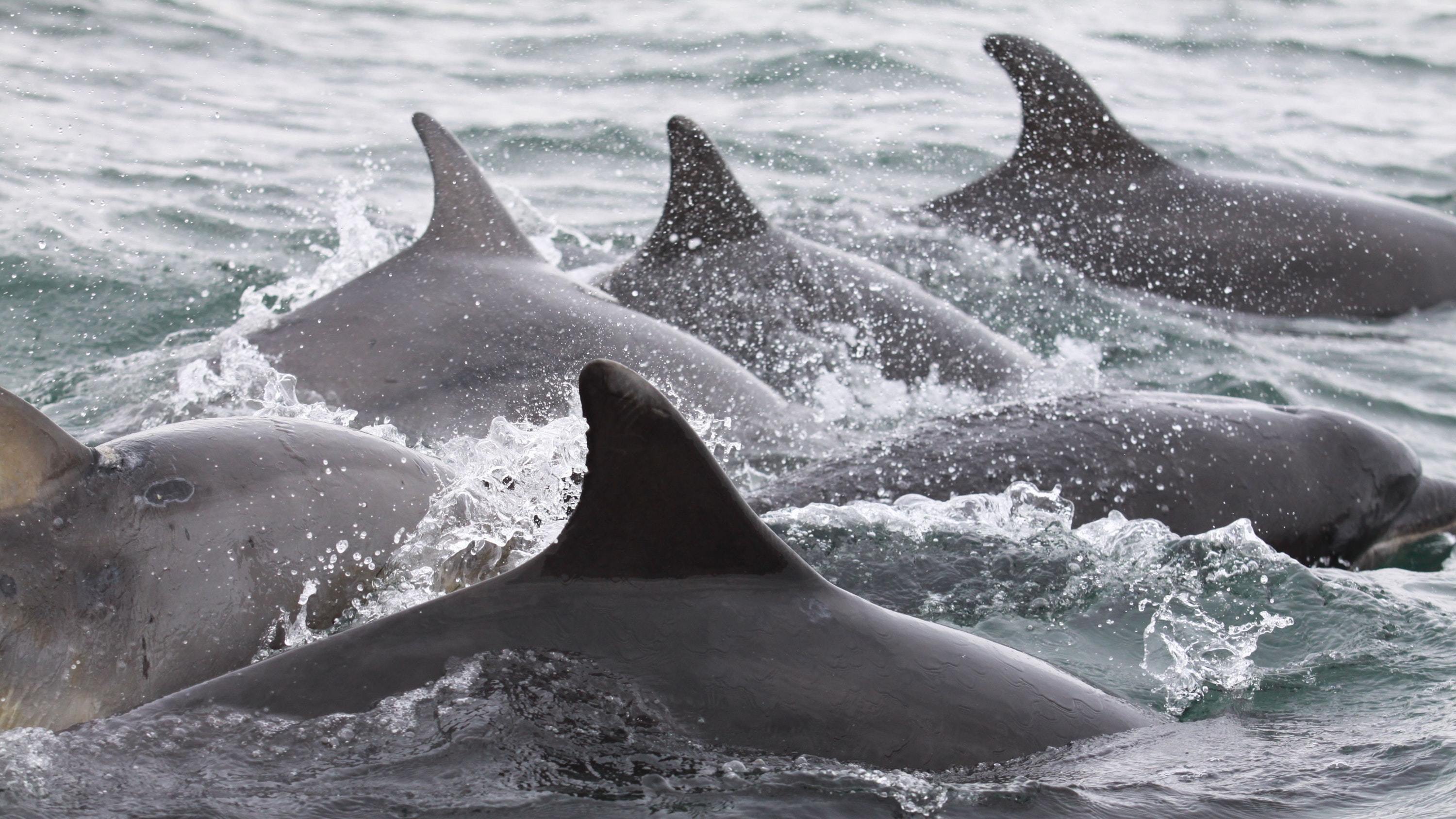 Dolphins (Monica Arso/SMRU/PA)
