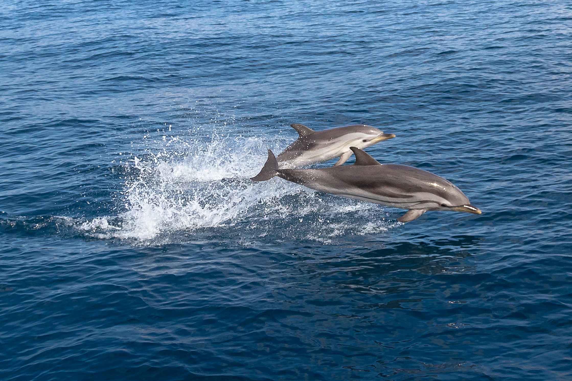 Navies around the world use dolphins in missions (Getty Images)