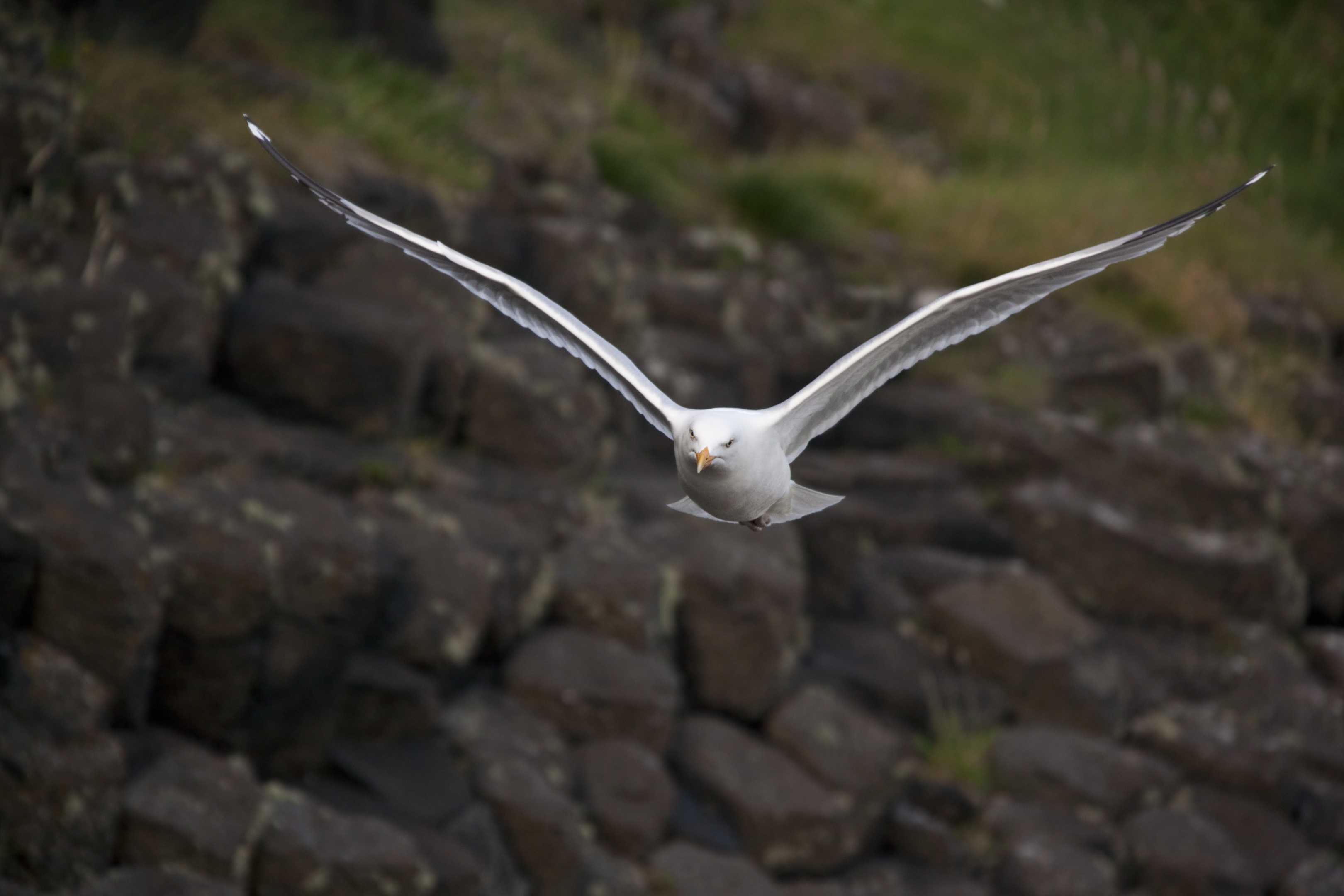 Kittiwake (Getty Images)