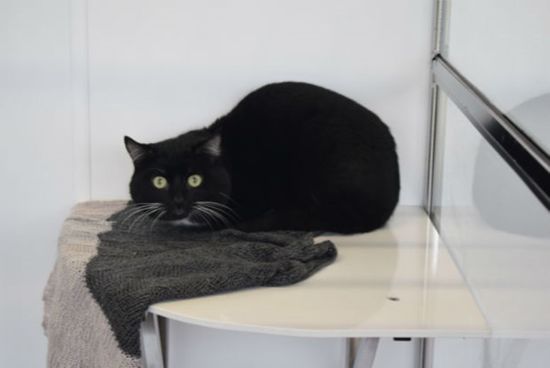 Jinxy (Scottish SPCA)