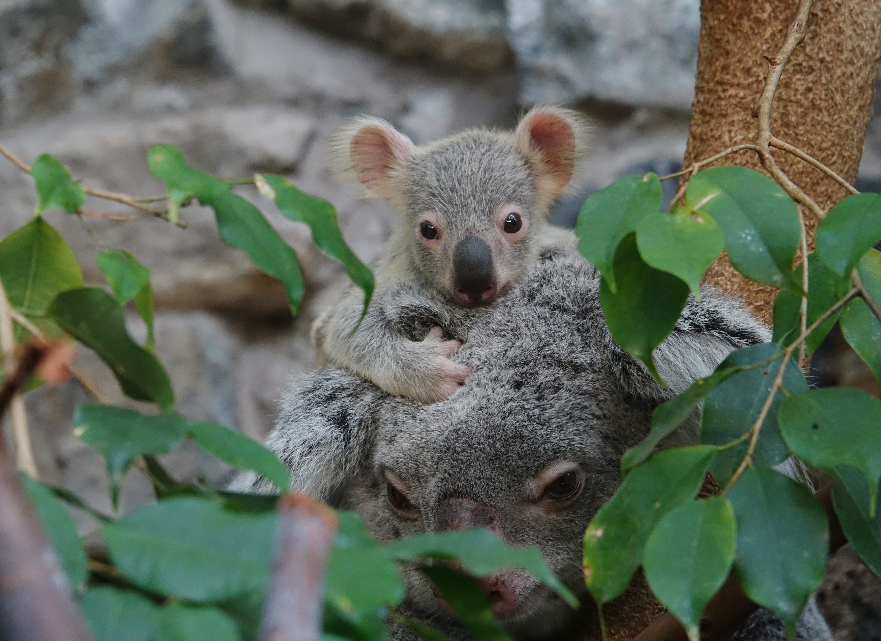 Koala joey (RZSS)