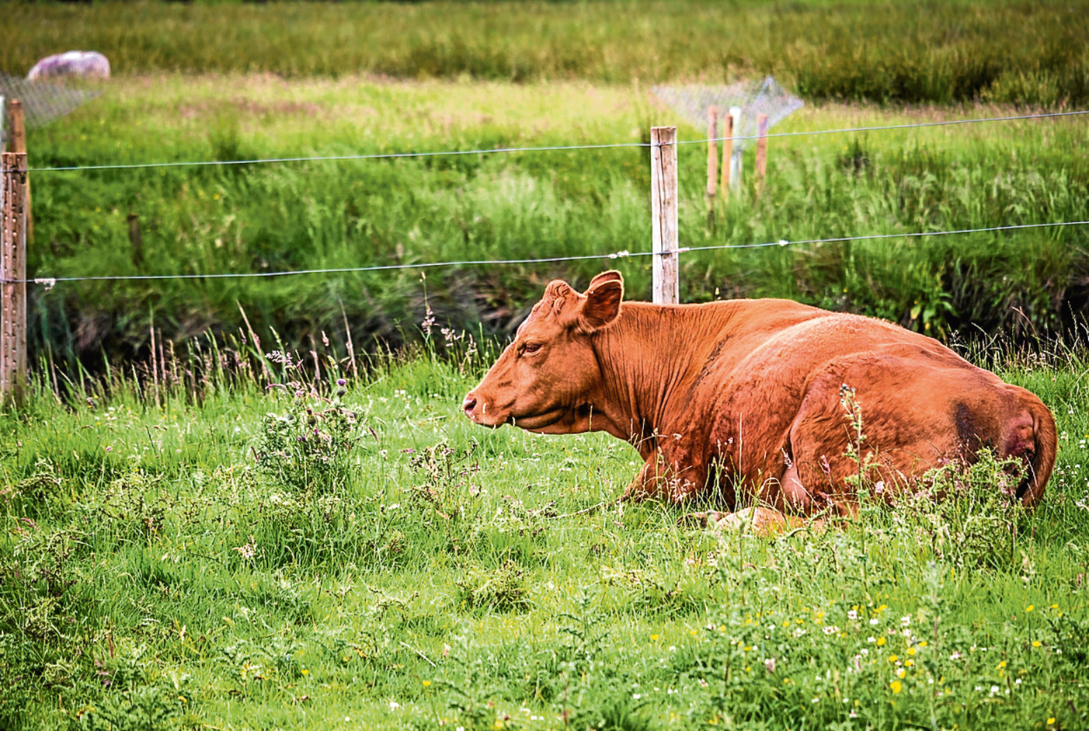 Is this a warning of rain? No, likely the cow is just feeling tired and wants a rest!