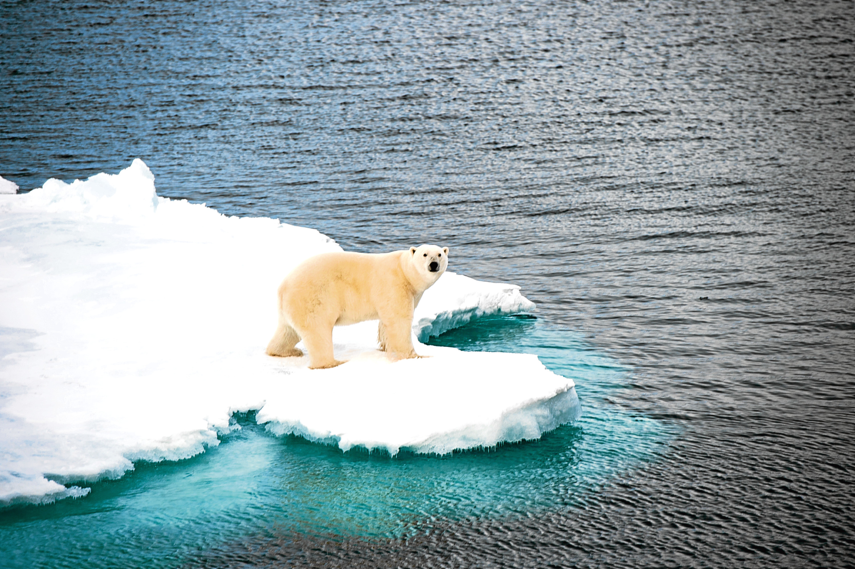 Polar bear walking on sea ice in the Arctic