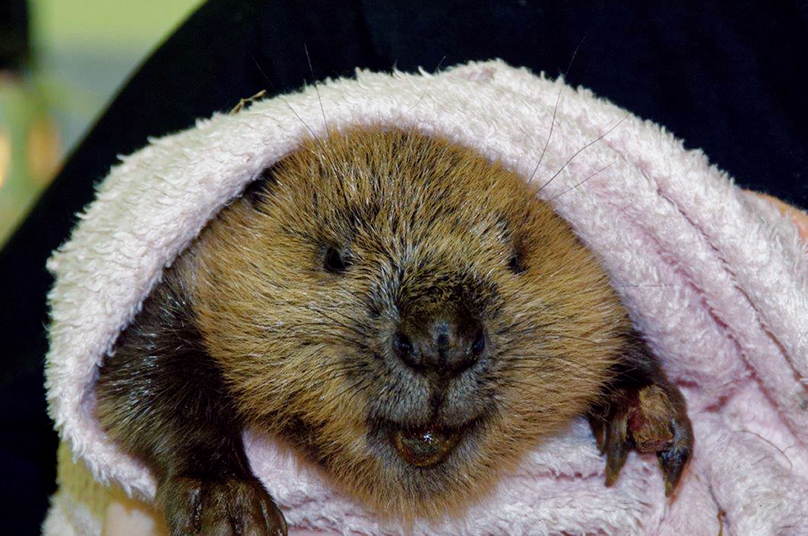 Timber, as he has been named, was taken to a vet in Crieff, Perthshire, by a member of the public after her pet caught him while out for a walk (Scottish SPCA/PA Wire)