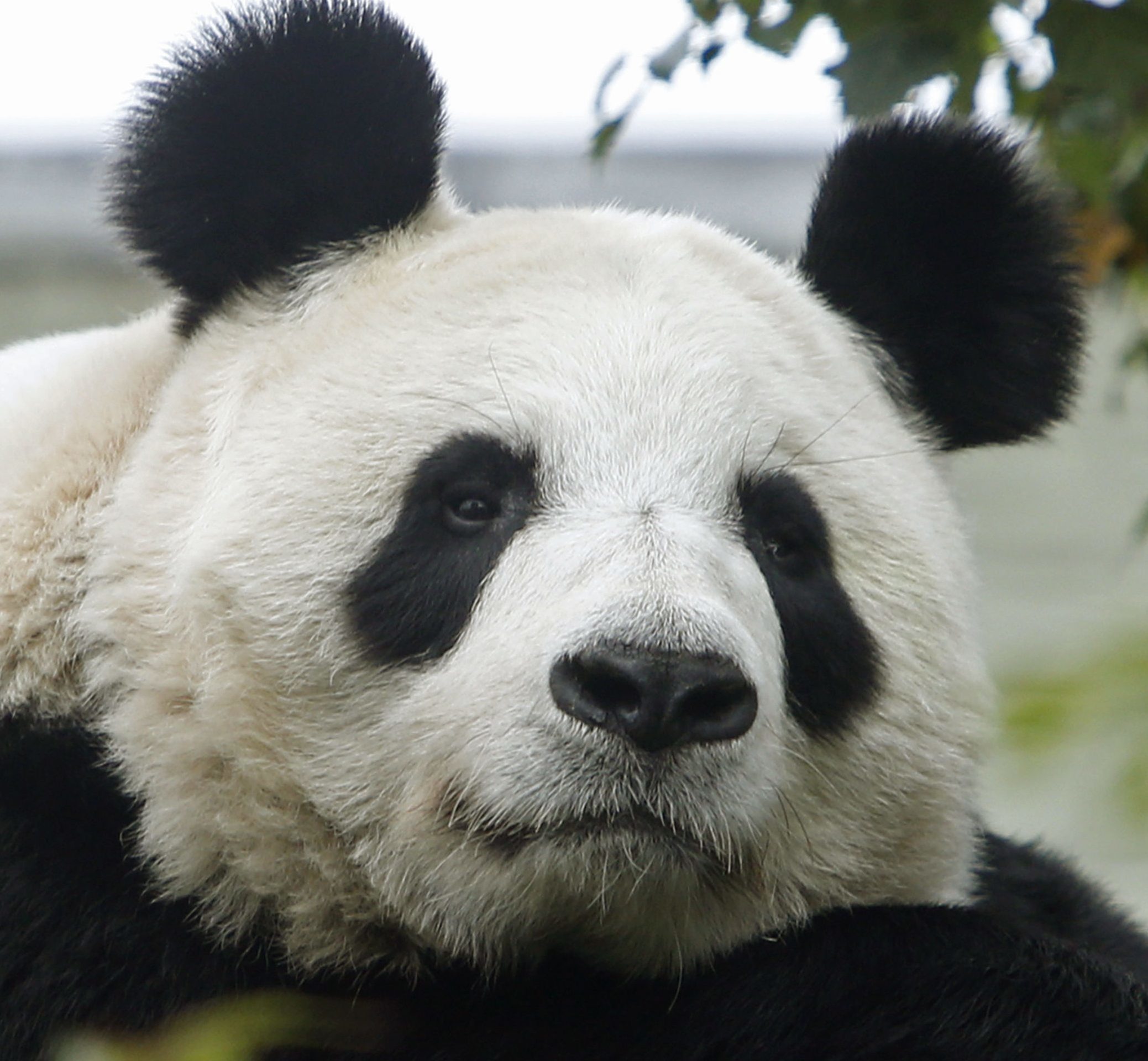 Tian Tian, the UK's only female giant panda, is "believed" to be pregnant and being closely monitored, according to Edinburgh Zoo. (Danny Lawson/PA Wire)