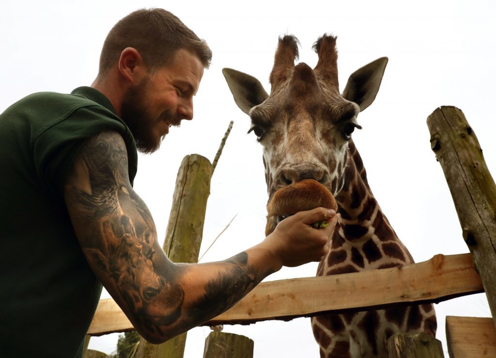 Blair Drummond Safari Park keeper Graeme Alexander feeds giraffe Ruby, who he has a tattoo of, along with tattoos of elephant Mondy, zebra Spot and rhino Graham, to show his affection for the animals he looks after. (Andrew Milligan/PA Wire)