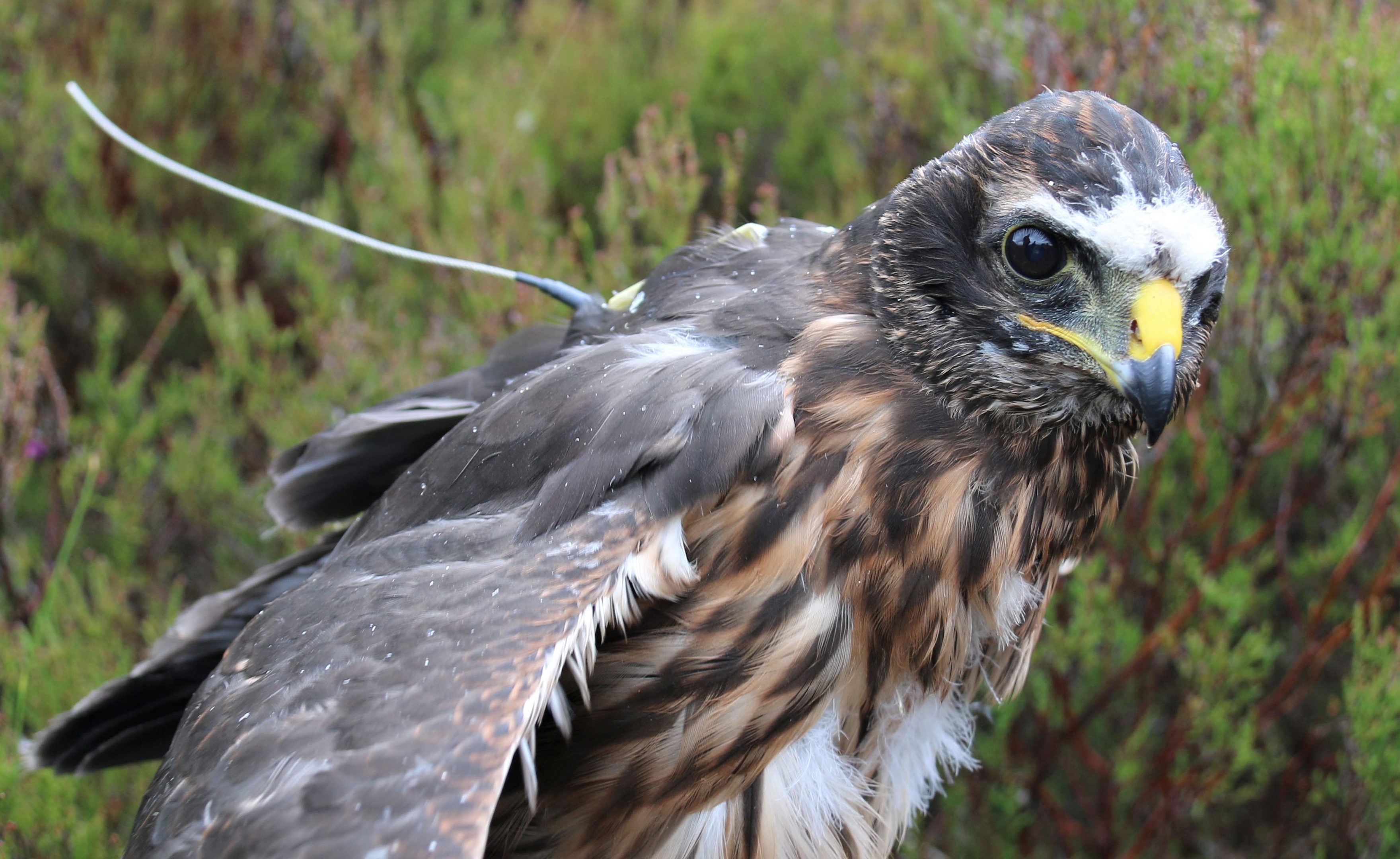 A hen harrier with a tag (RSPB/PA Wire)