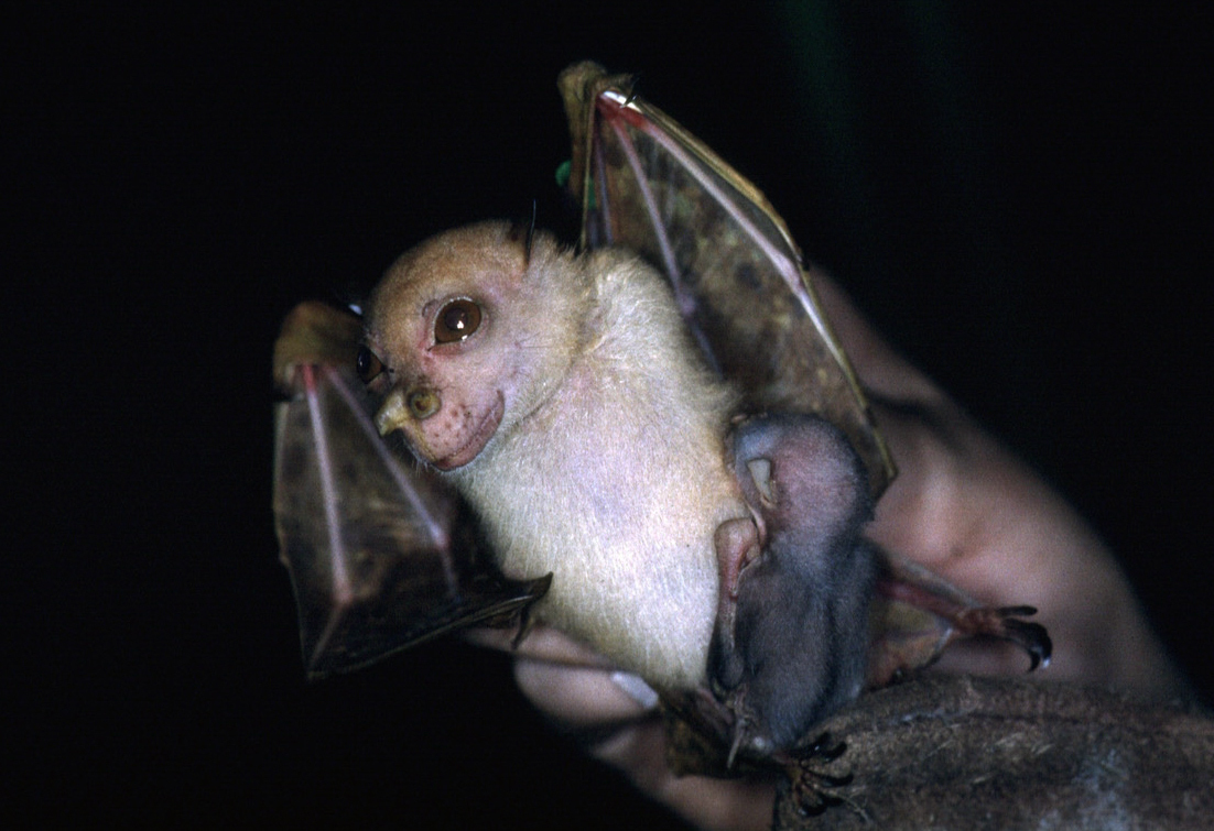 The flying mammal earned the nickname because of its unusual resemblance to the Star Wars Jedi Master (Deb Wright/PA Wire)