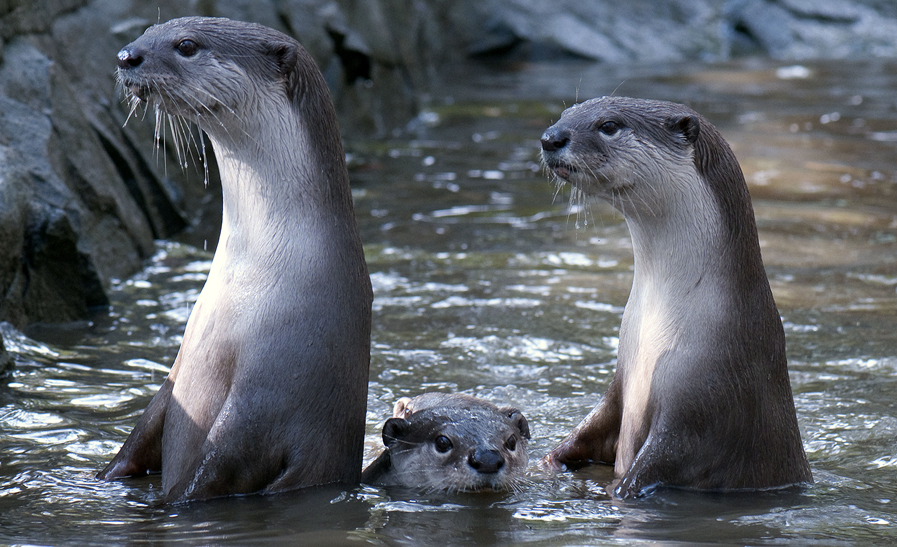 Young smooth-coated otters are quicker to master new technology than the older generation, scientists have found. (Dr Nicole Duplaix/PA Wire)