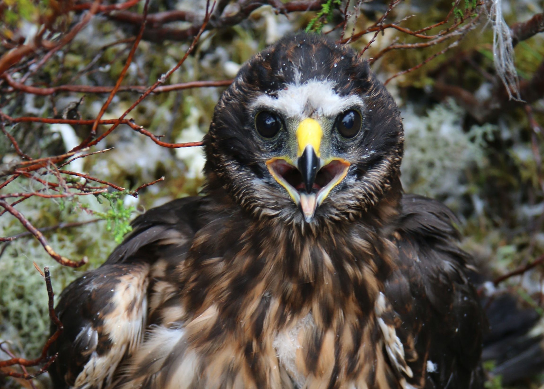 Calluna, a satellite tagged female hen harrier, who appears to have been lost when transmissions from the tag abruptly ended on August 12. (RSPB Scotland/PA Wire)