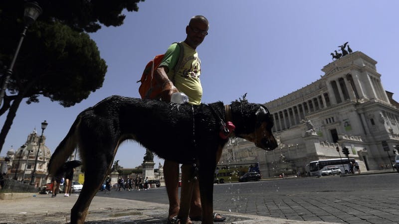 A dog cools down in Rome (PA)