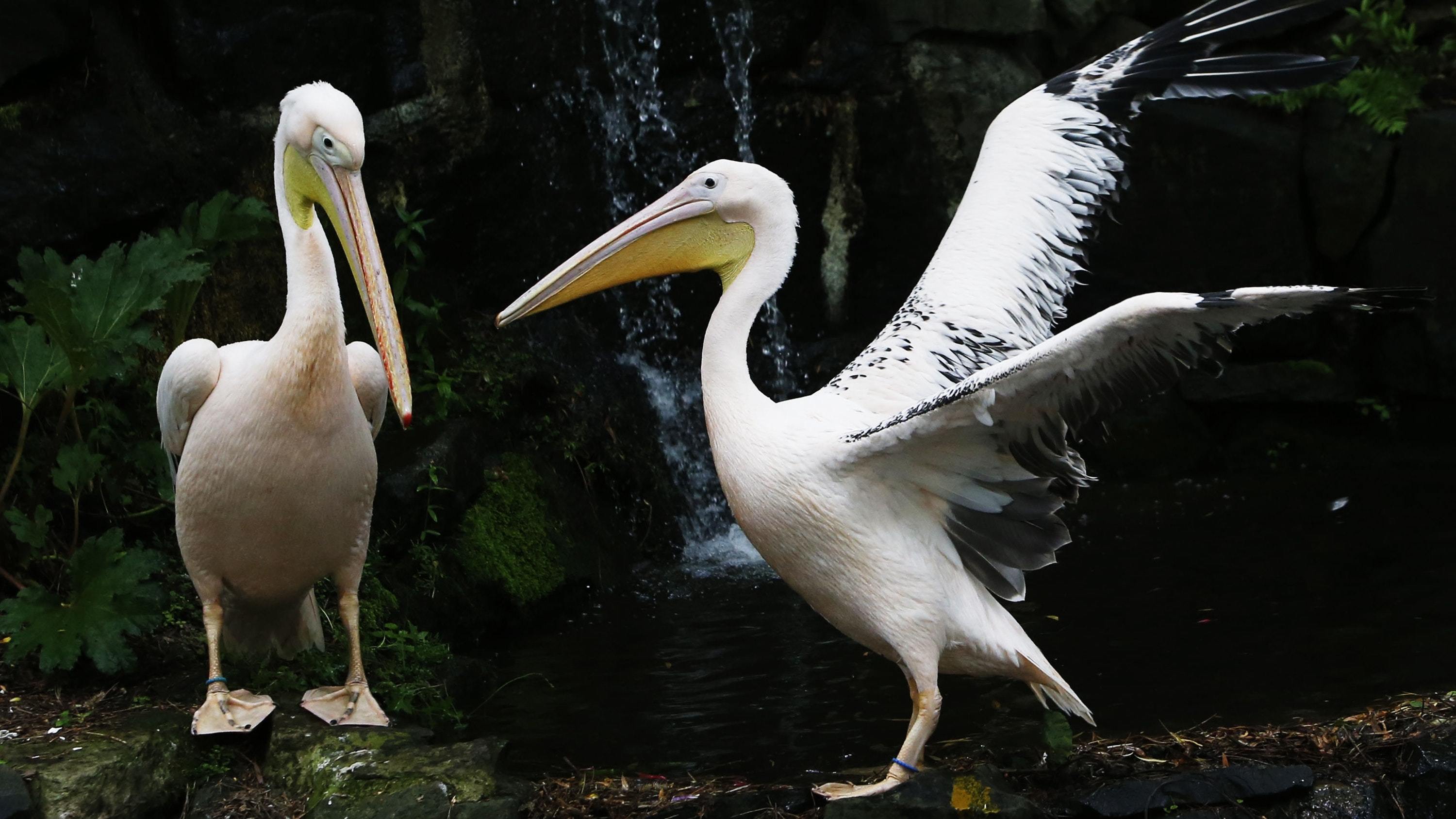 Pelicans at Edinburgh Zoo (Danny Lawson/PA)