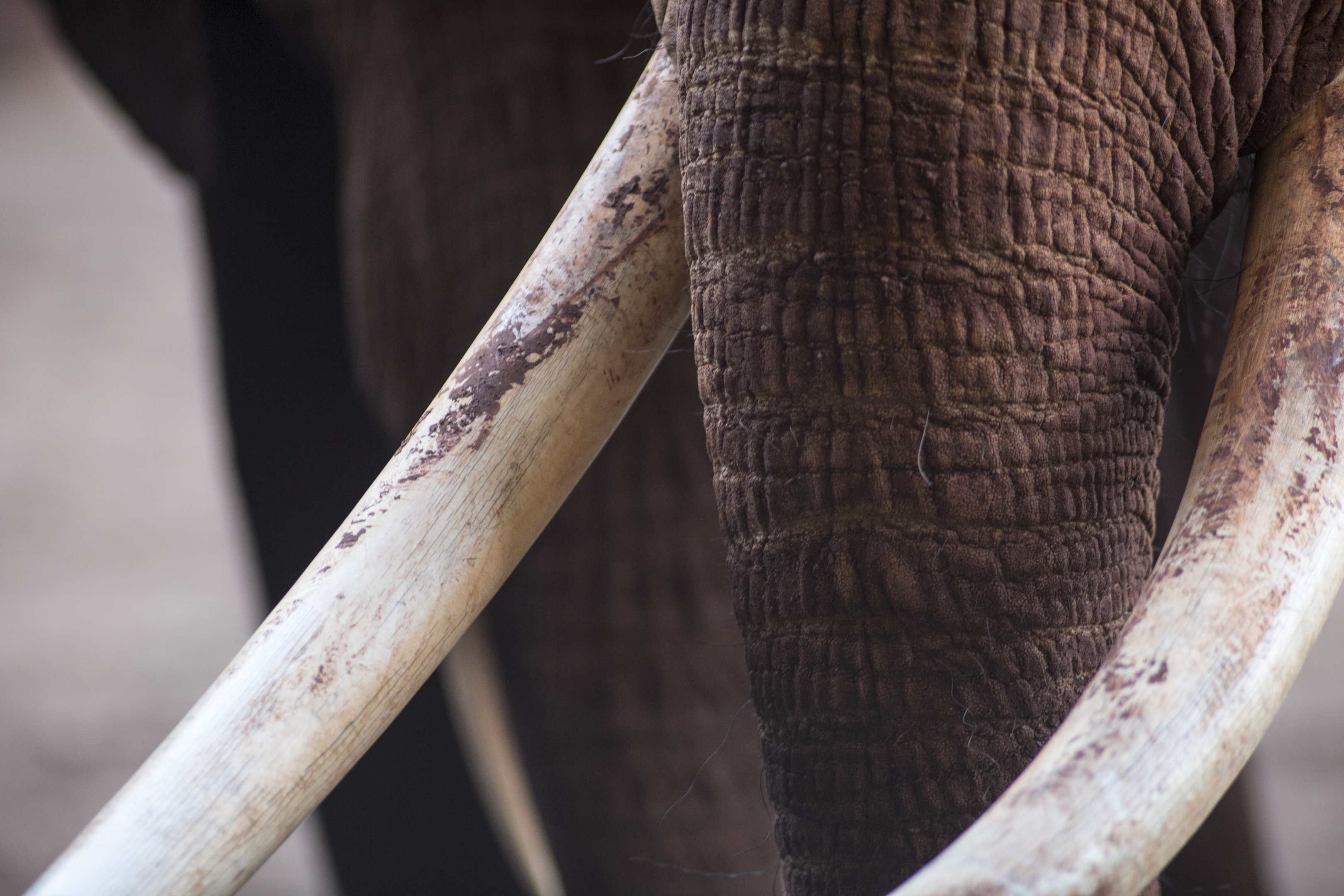 Elephant tusks (Getty Images)