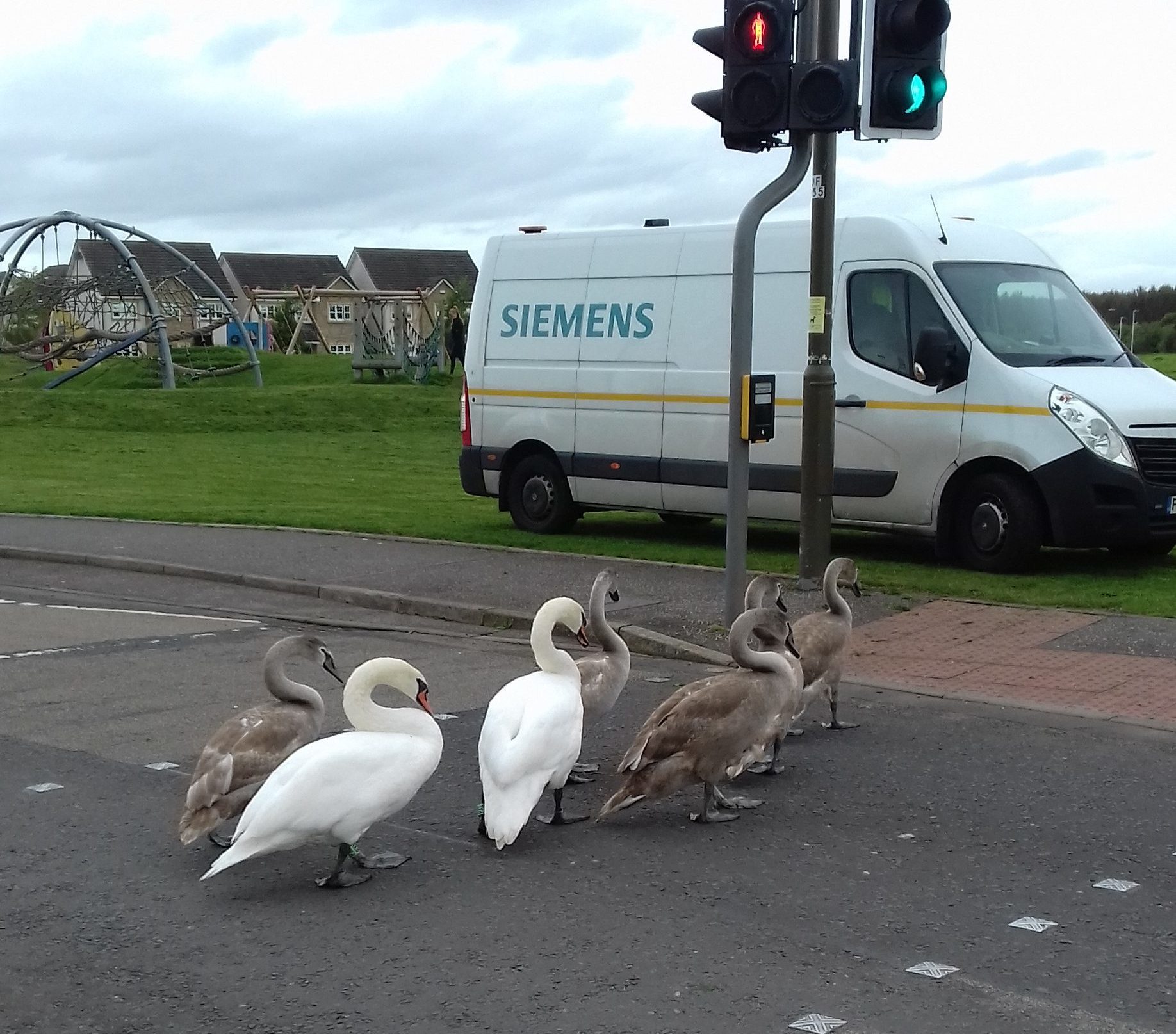 Swans (Scottish SPCA)