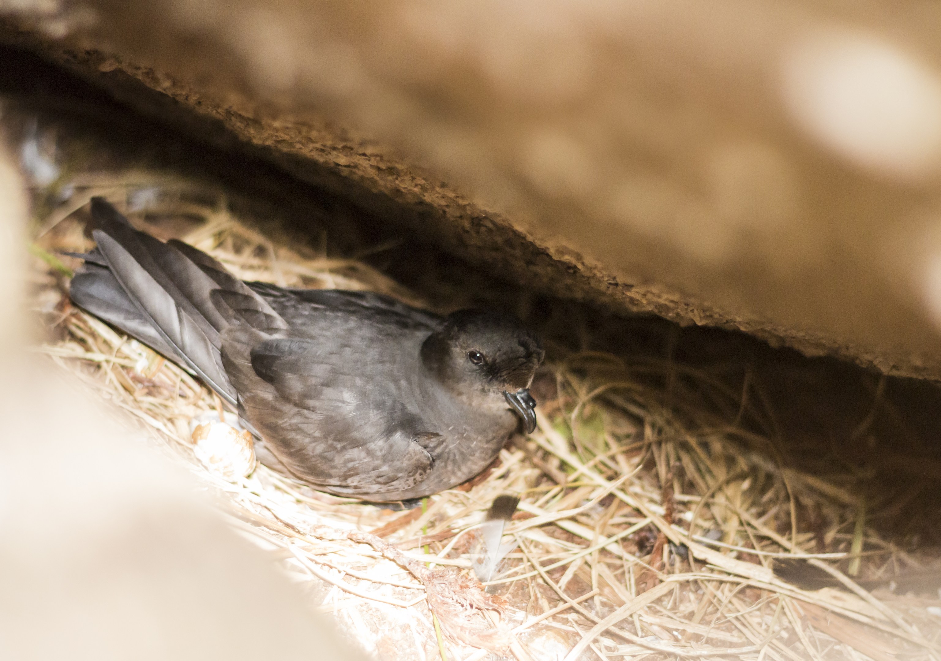 Storm petrel Hydrobates pelagicus, adult sitting on nest beneath a large boulder (Ed Marshall, RSPB Scotland)