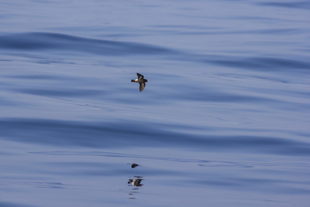 Storm petrel Hydrobates pelagicus, flying over calm ocean water (Ed Marshall, RSPB Scotland)