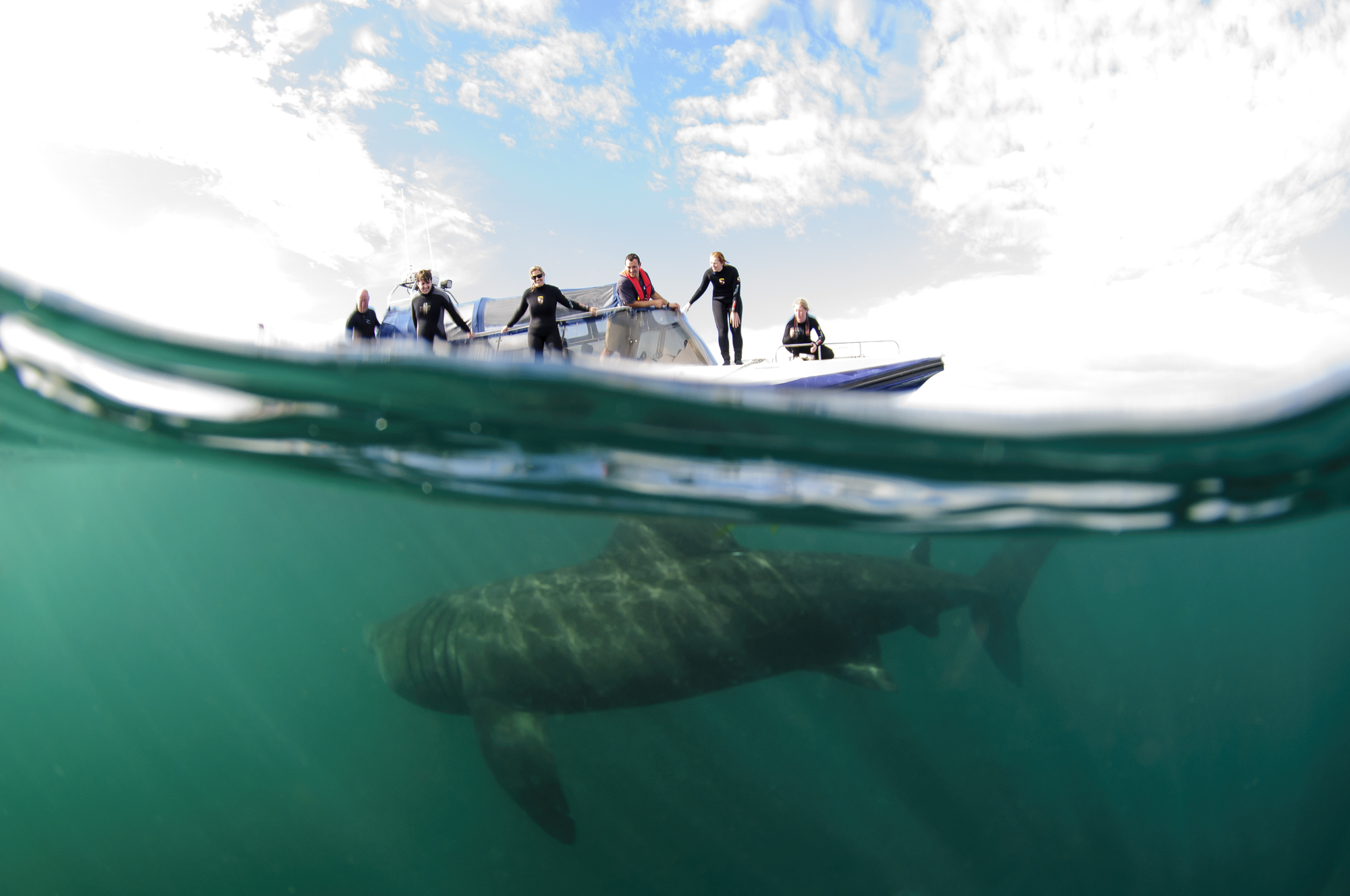 Basking Sharks (Natural Scotland)