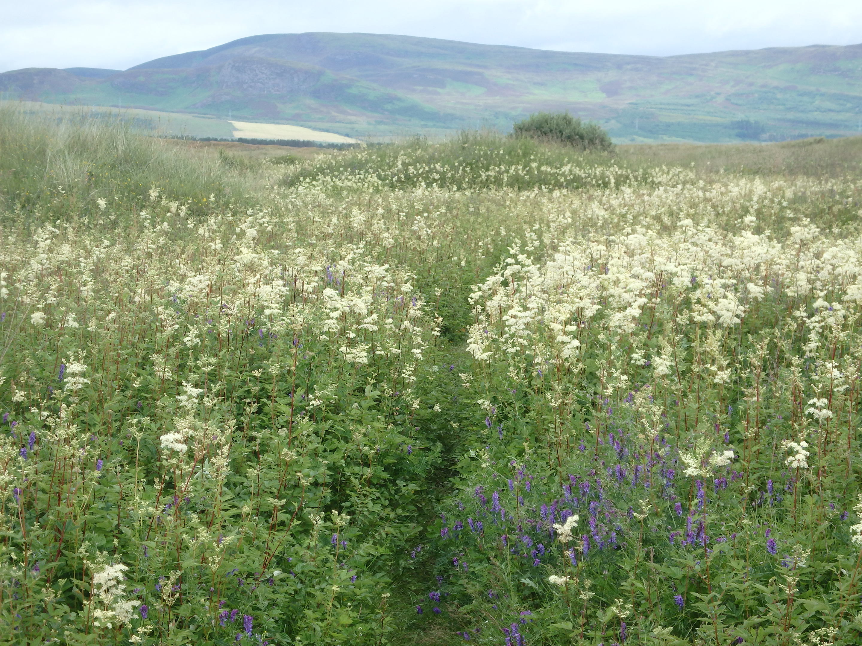 Dune slacks in summer with meadowsweet, tufted vetch and other moisture loving plants (Alison Searl/RSPB Scotland)