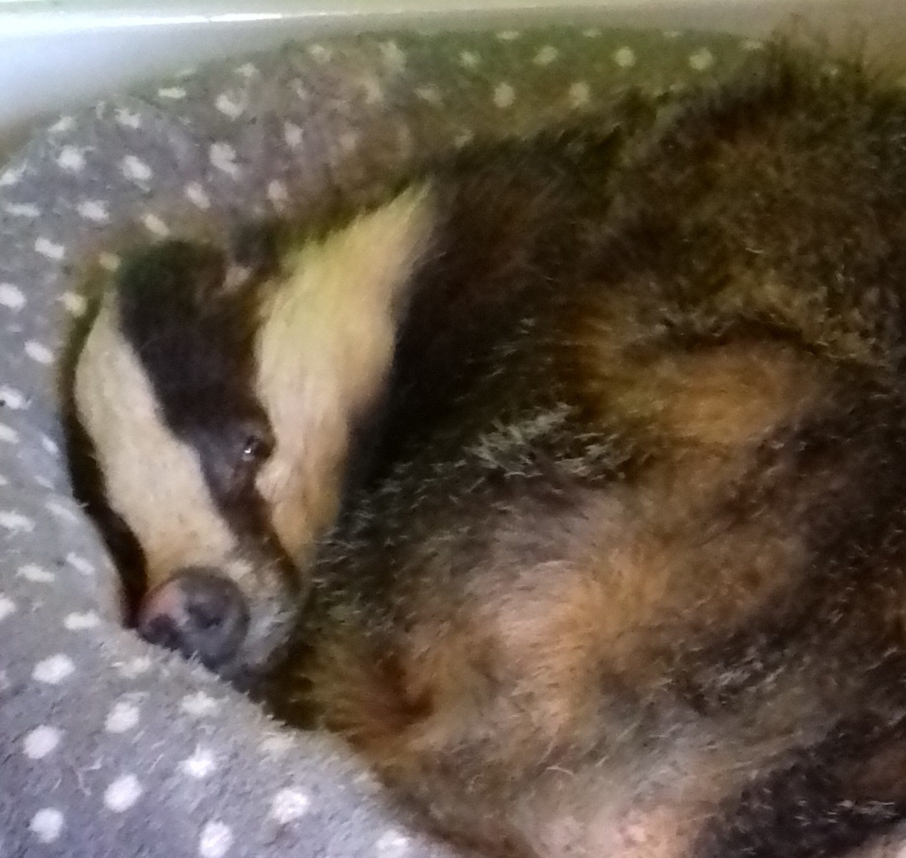 Badger (Scottish SPCA)