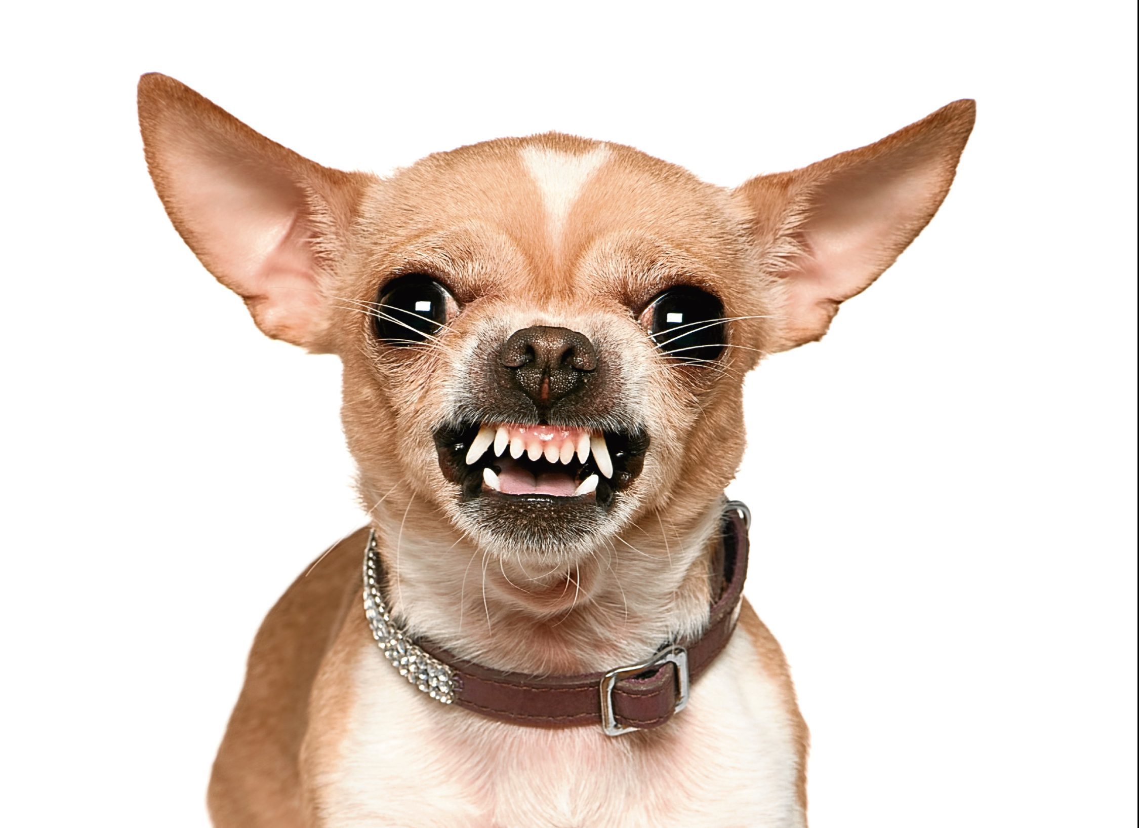 Angry Chihuahua (iStock)