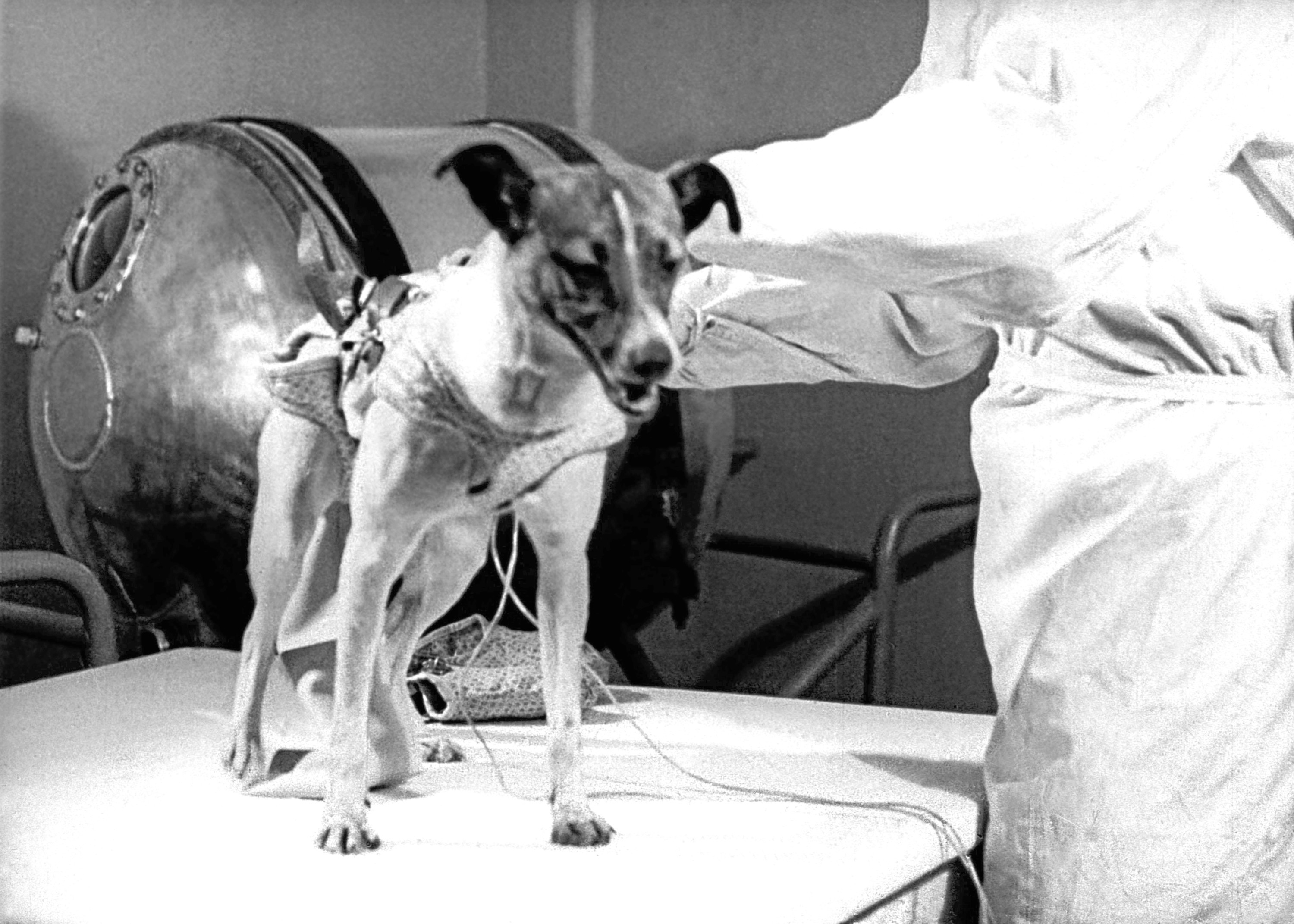 The dog Laika the first living thing to fly a spacecraft before embarking on the Sputnik 2 artificial Earth satellite 1957