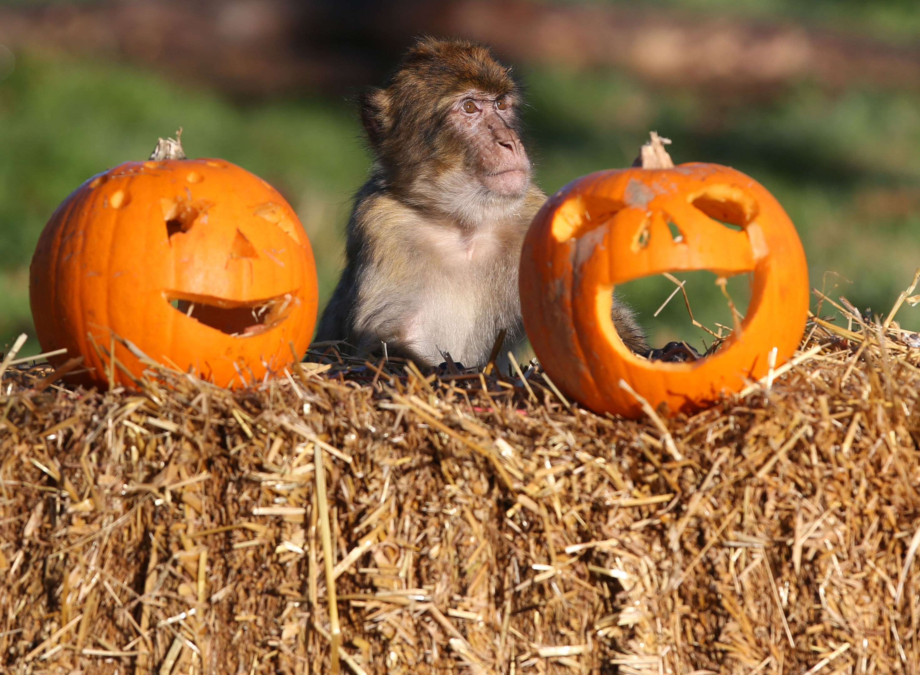 Macaque monkeys are given pumpkins ahead of the Halloween festivities this weekend at Blair Drummond Safari Park (Andrew Milligan/PA Wire)