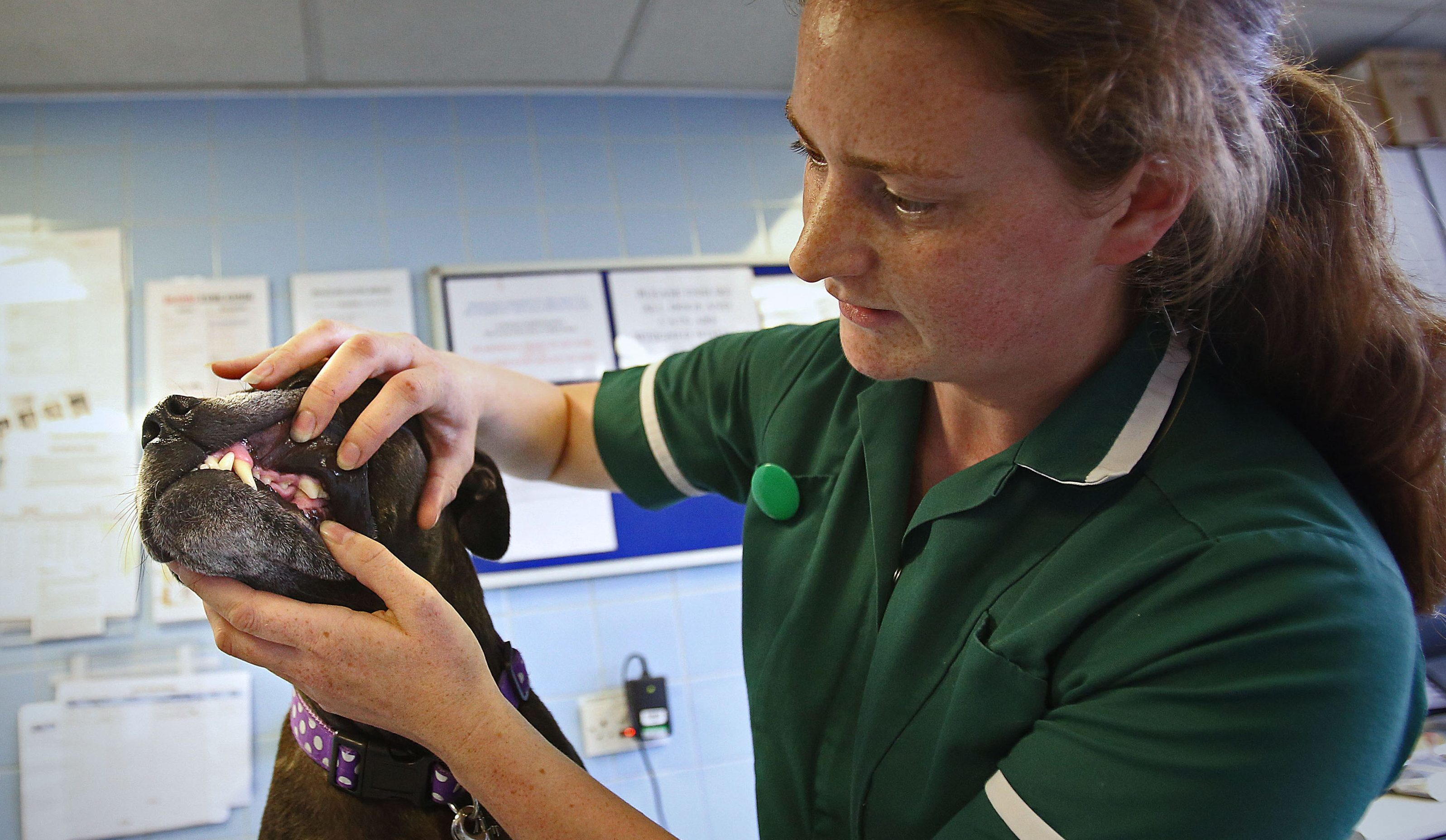 Data gathered by the British Veterinary Association (BVA) showed that 85% of vets questioned said they or a member of their team had felt threatened by someone's language or behaviour. (Philip Toscano/PA Wire)