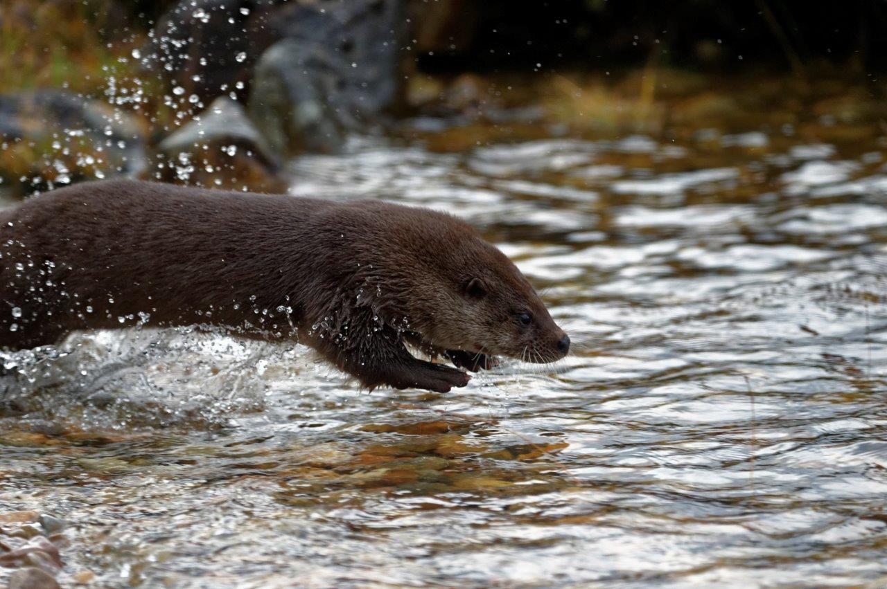 Otters released into wild (Colin Sneddon)