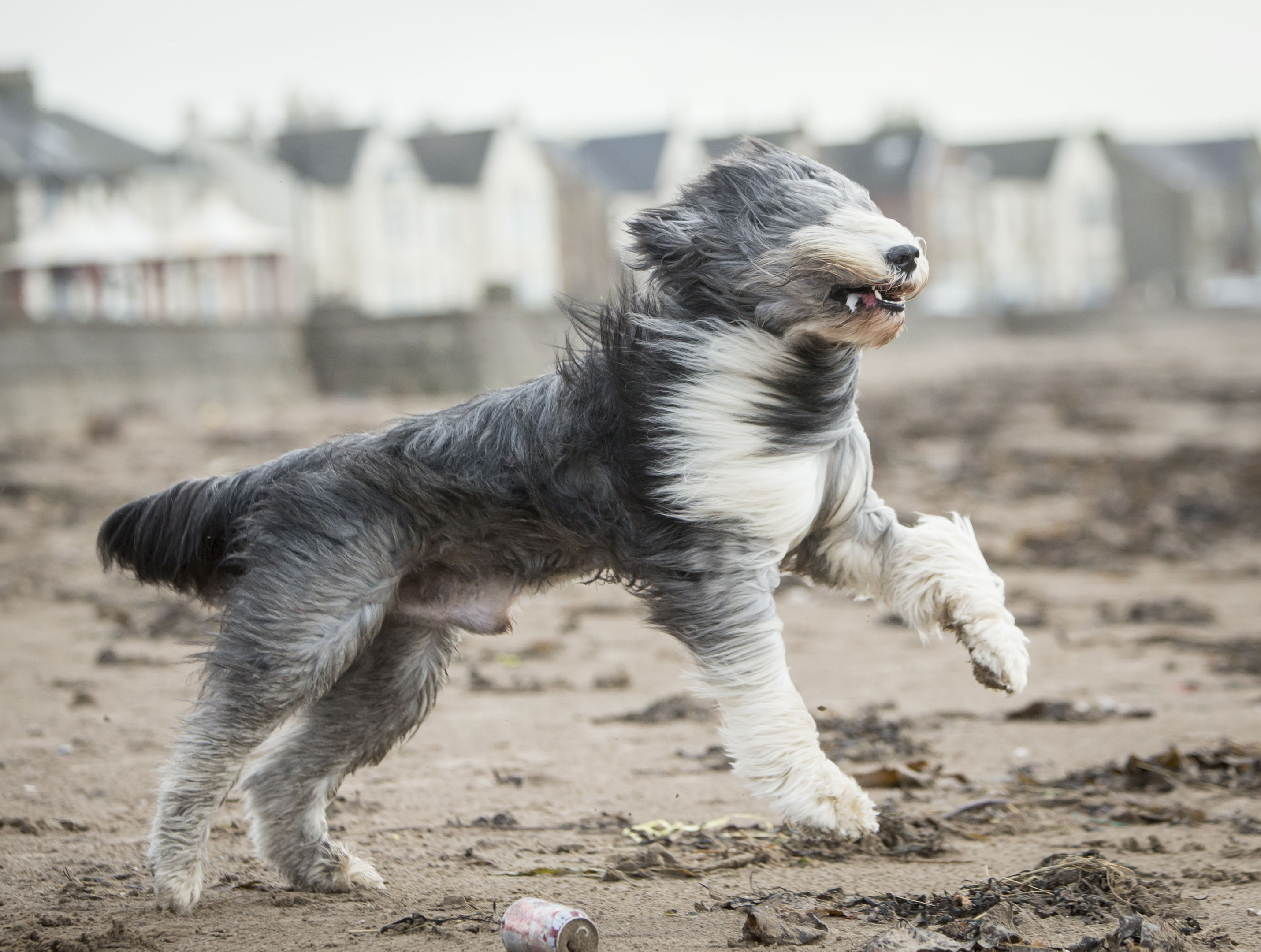 Zac the Bearded Collie on the beach in Ardrossan, Scotland, as Storm Gertrude hit the UK (PA)