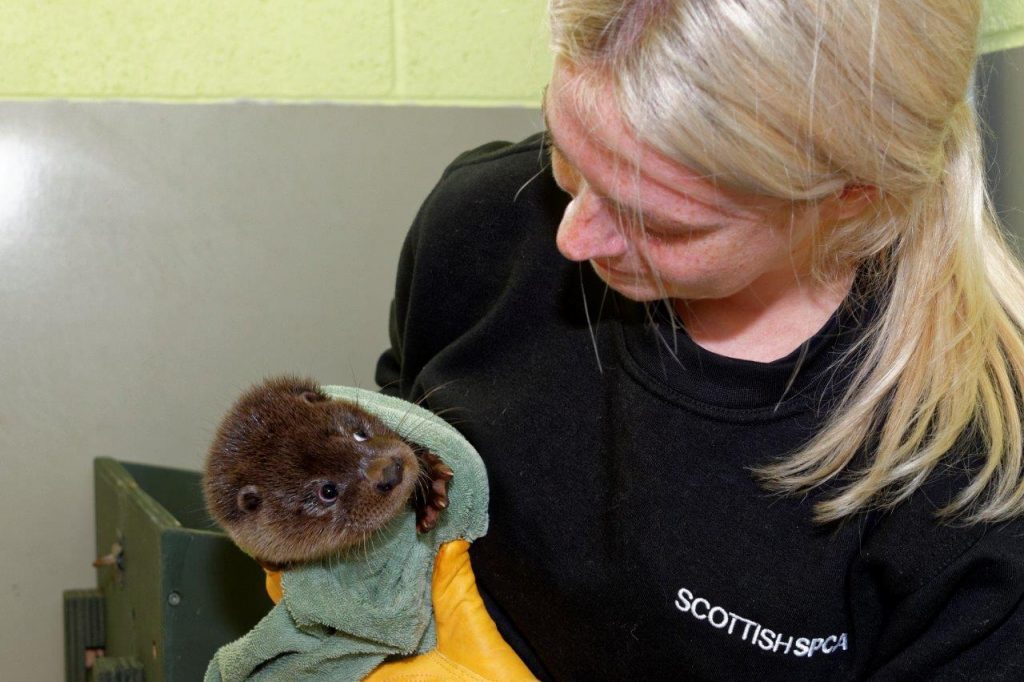 Shrimp the otter (Scottish SPCA)