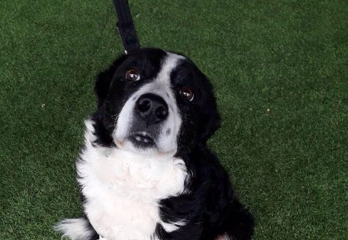 Shan the Border Collie (Scottish SPCA)