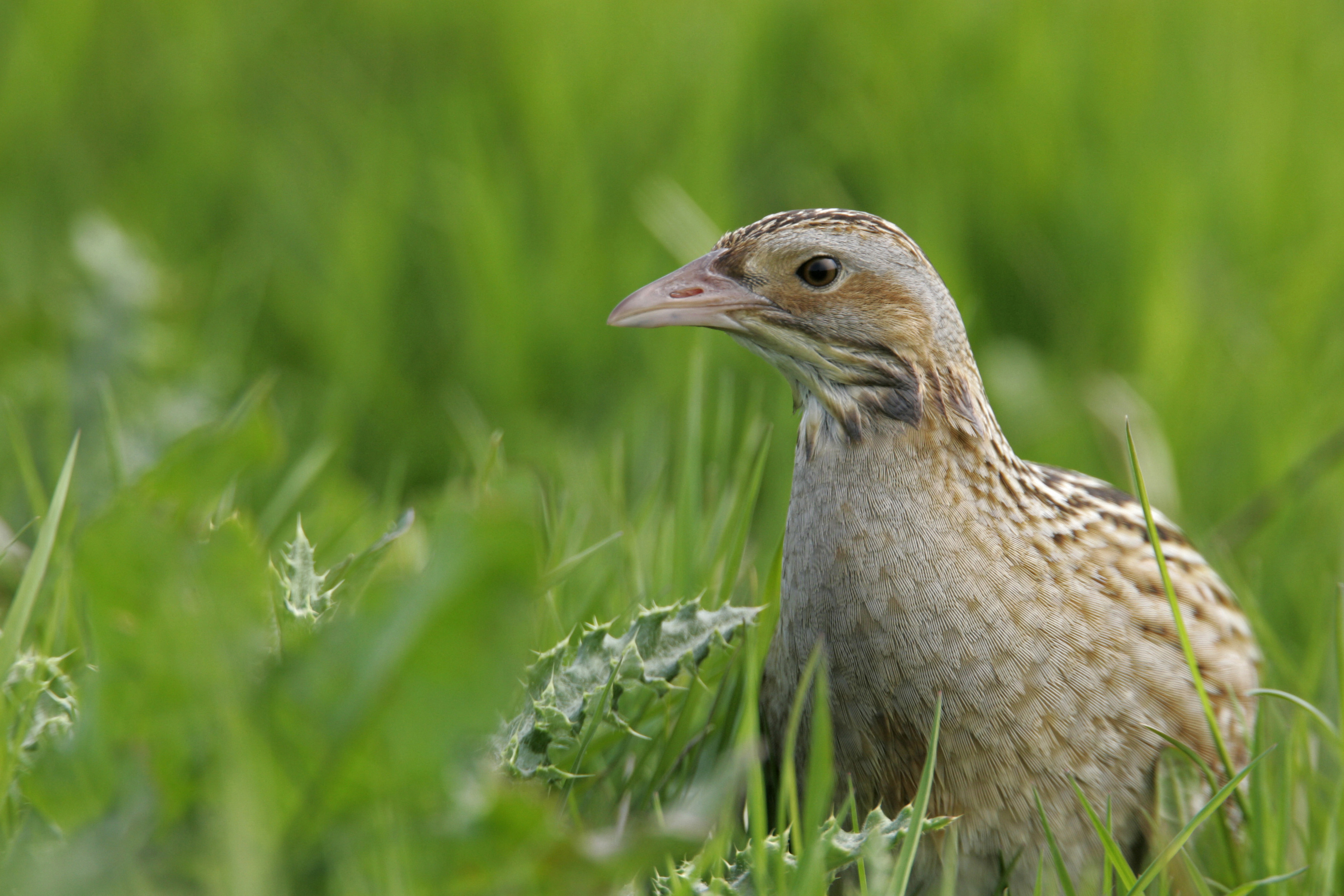 Corncrake, Crex crex. Oronsay RSPB reserve, Argyll. Scotland. (Andy Hay, rspb-images.com)