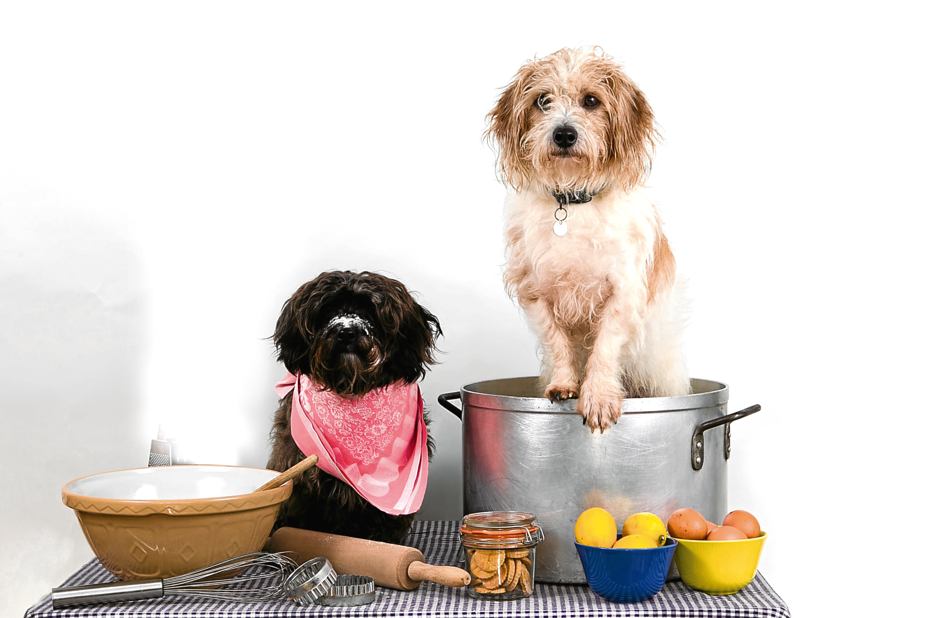 The "Hairy Bakers", dogs Tilly and Mungo, who have written a cook book for dog snacks. (Andrew Cawley)