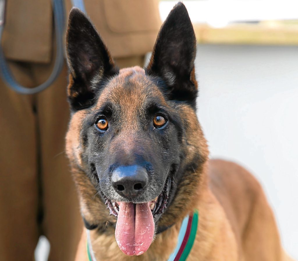 British military dog Mali after he received the PDSA Dickin Medal, the animal equivalent of the Victoria Cross, after he protected troops by sniffing out explosives and insurgent fighters in Afghanistan.(PDSA/PA Wire)