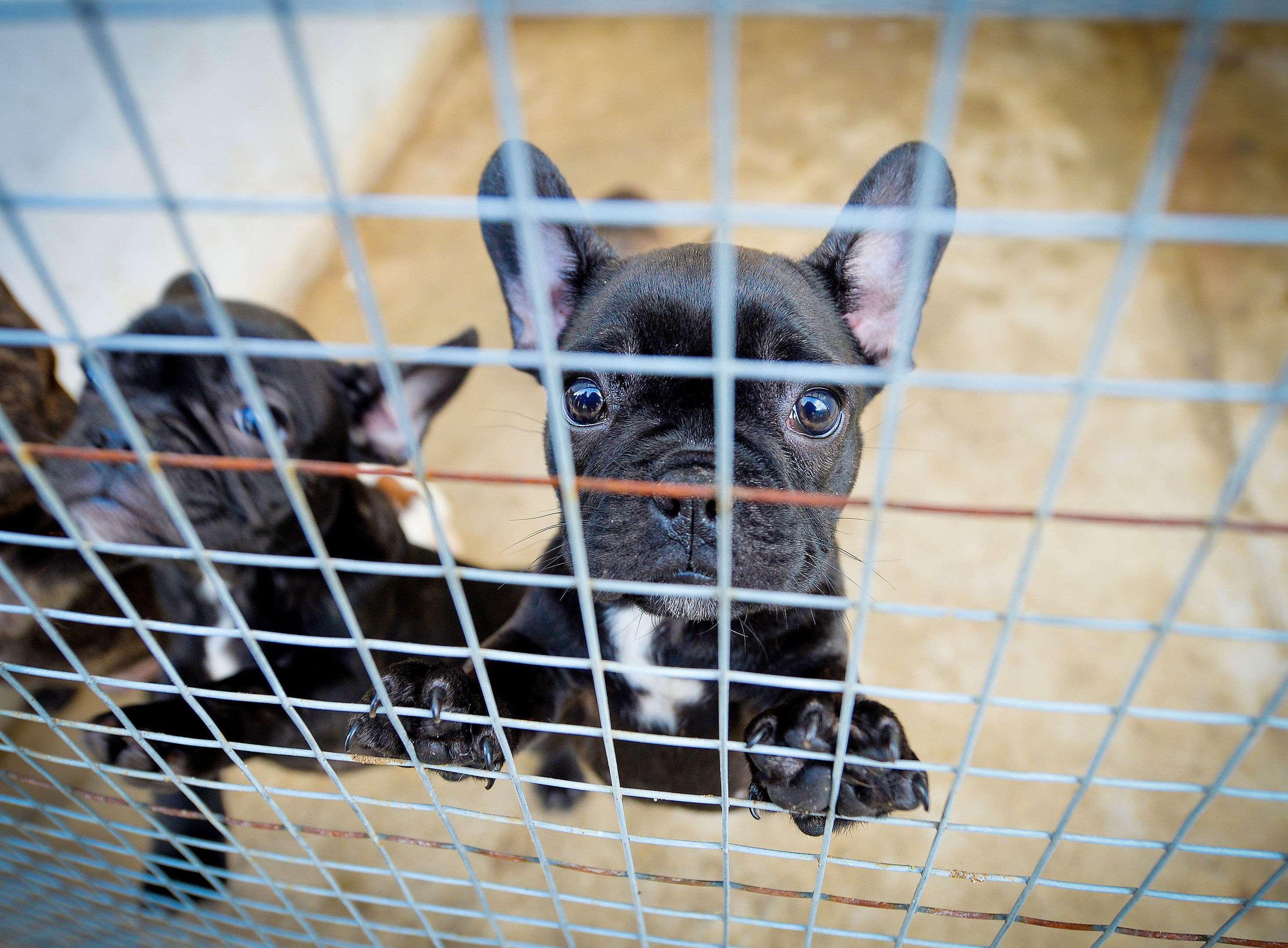 French Bulldogs which have been smuggled in to the UK as bootleg breeders are illegally smuggling thousands of puppies into Britain to meet Christmas demand, the dog welfare charity has warned. (Beth Walsh/Dogs Trust/PA Wire)