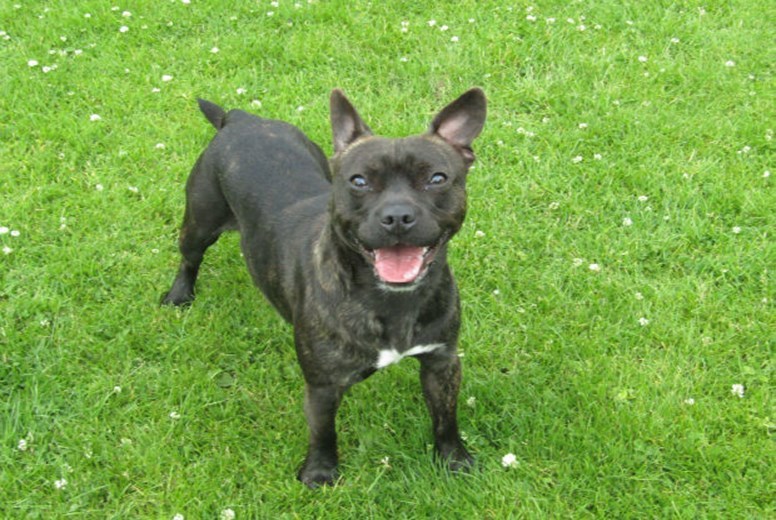 Bobby (Scottish SPCA)