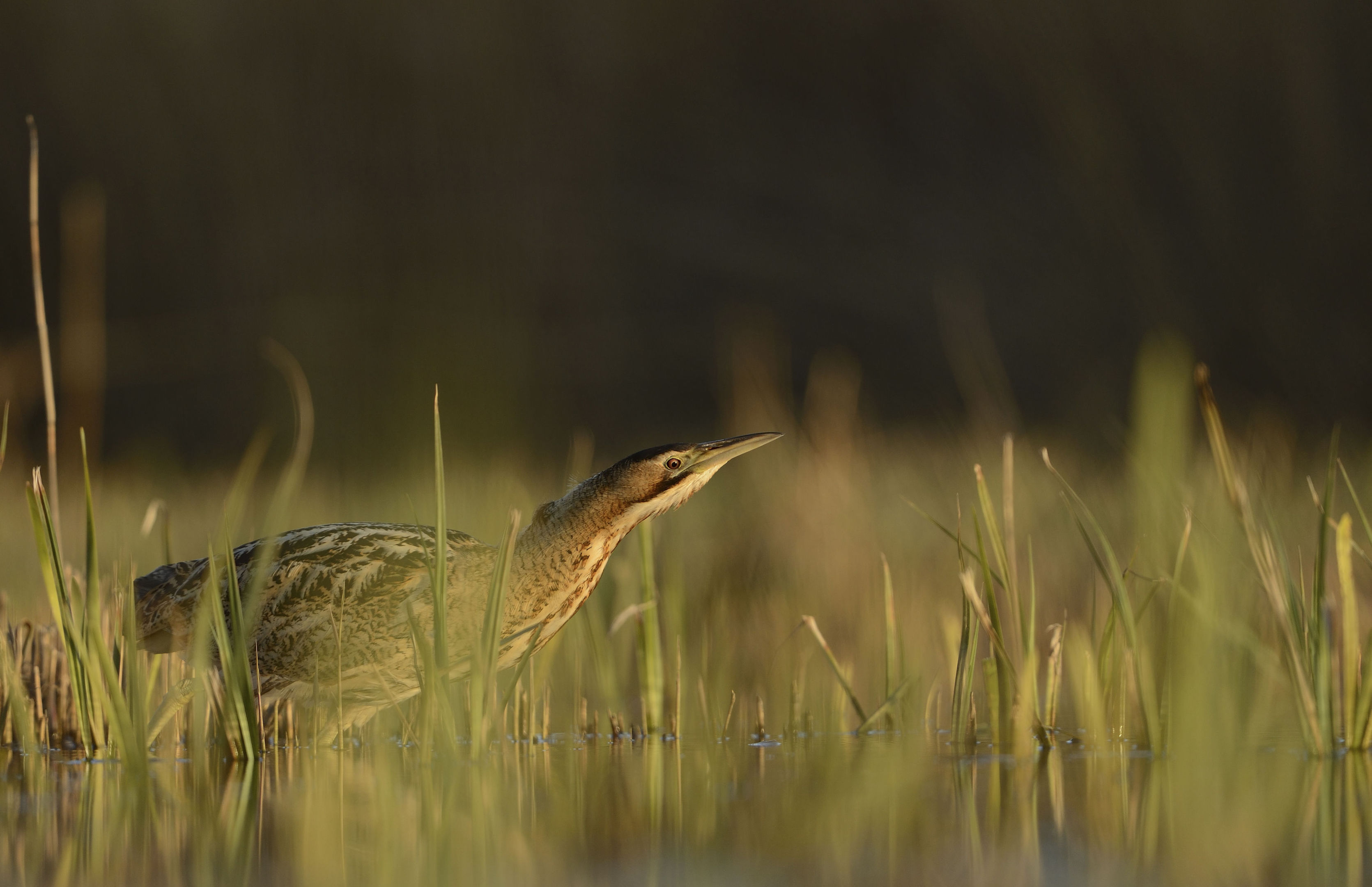 (RSPB/PA Wire)