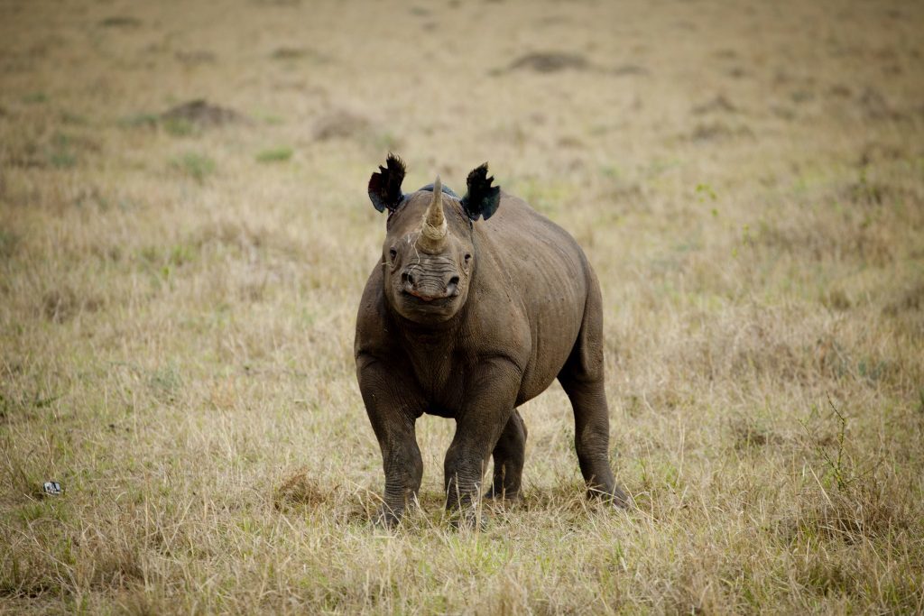 A rhino, which features on the conservation charity's list of 10 endangered species facing extinction due to illegal trade. (Greg Armfield/WWF/PA Wire)