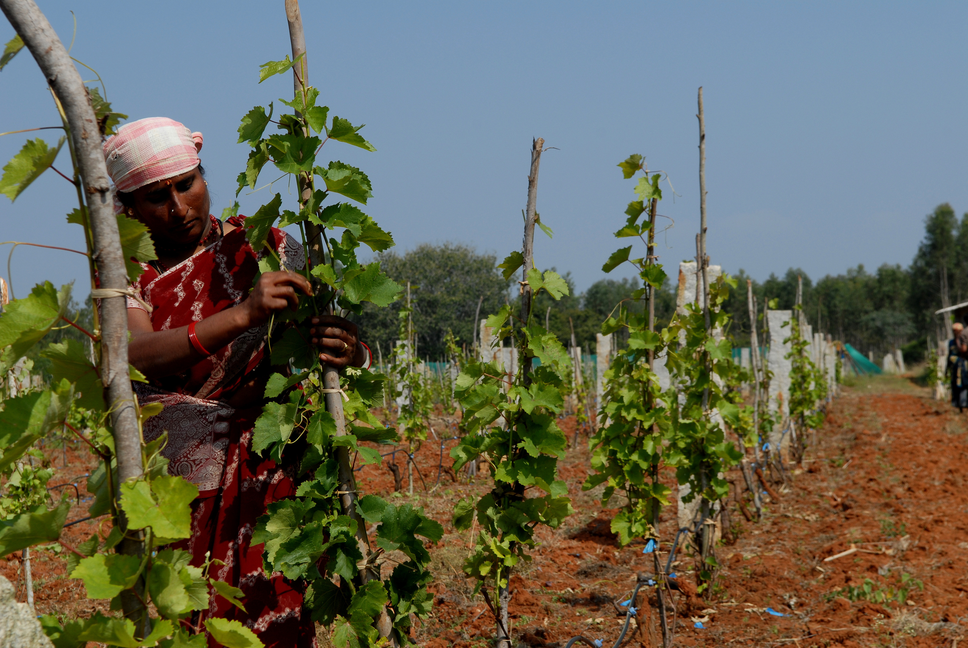 Samp Sun Vineyards, Bangalore India. (Hemant Mishra/Mint via Getty Images)