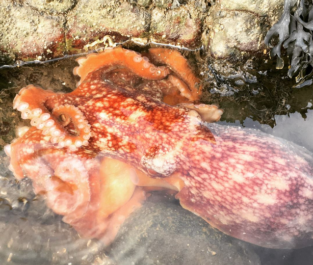 Octopus (Scottish SPCA)