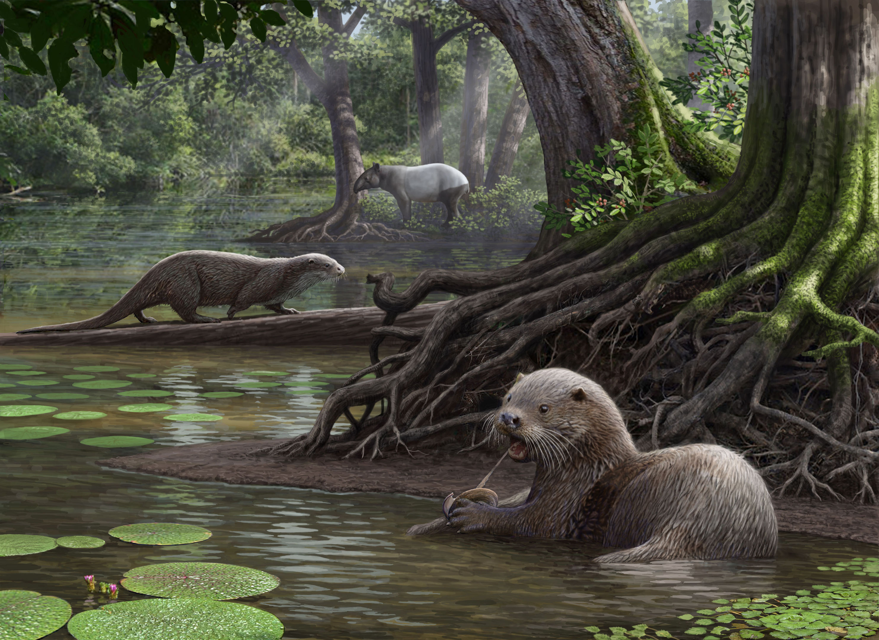 Artist's impression by Mauricio Anton issued by the University of New York at Buffalo of the top-predator prehistoric otter Siamogale melilutra, which was the size of a wolf. (Mauricio Anton/PA Wire)