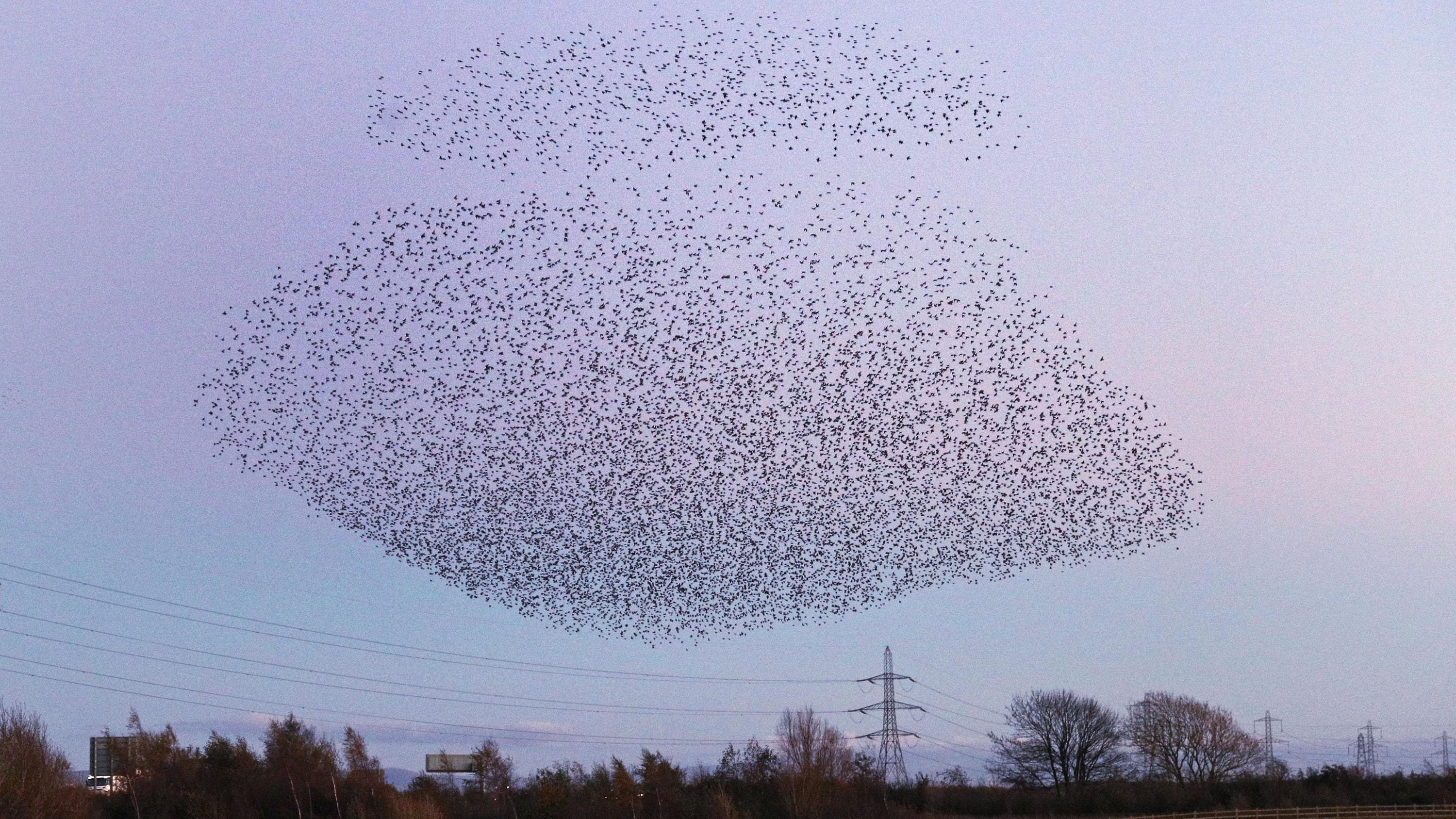 Starlings in the sky over Gretna on the Scottish Borders (Owen Humphreys/PA)