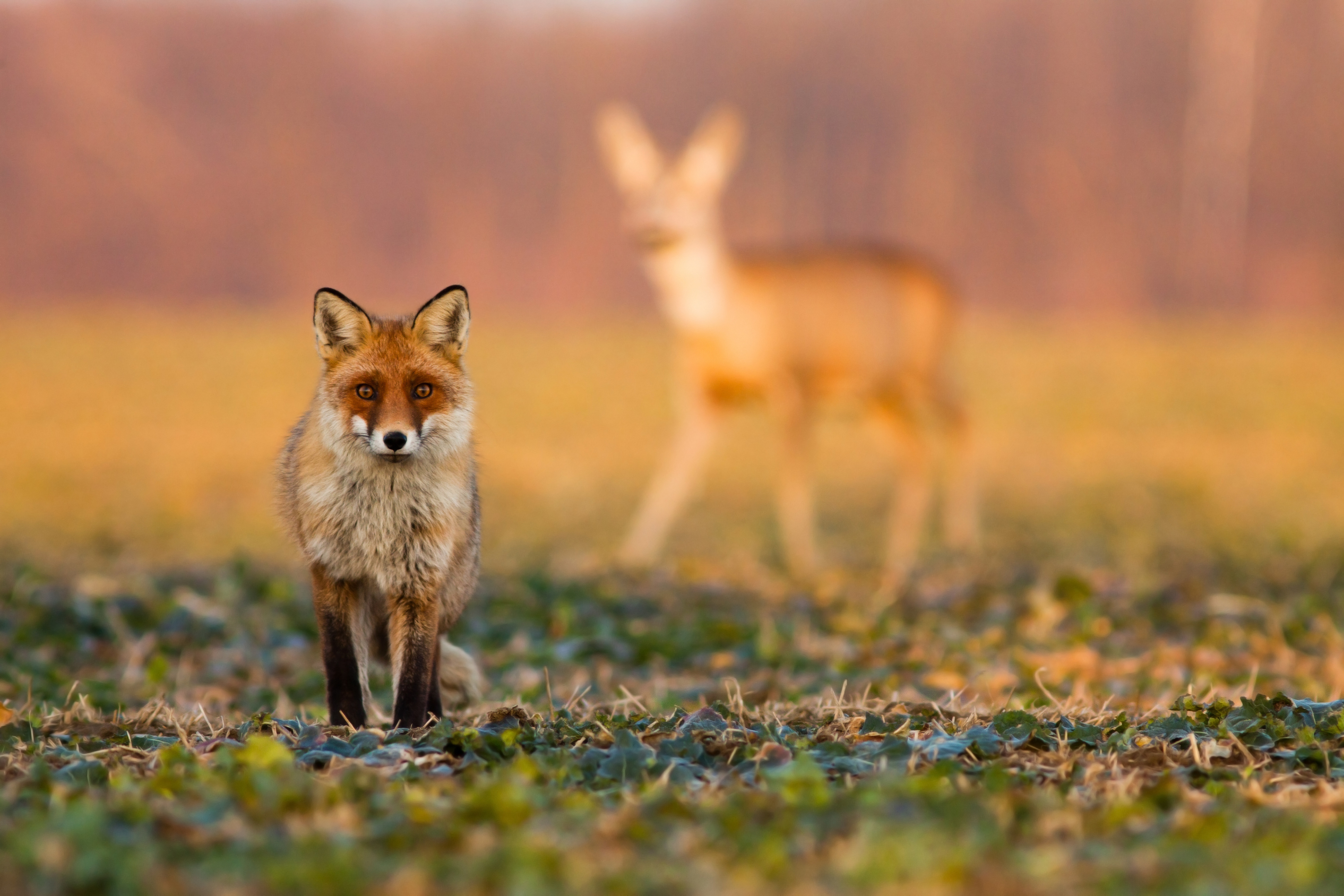 The move comes after a Westminster vote to scrap EU legislation which recognises non-human animals as sentient beings. (iStock)