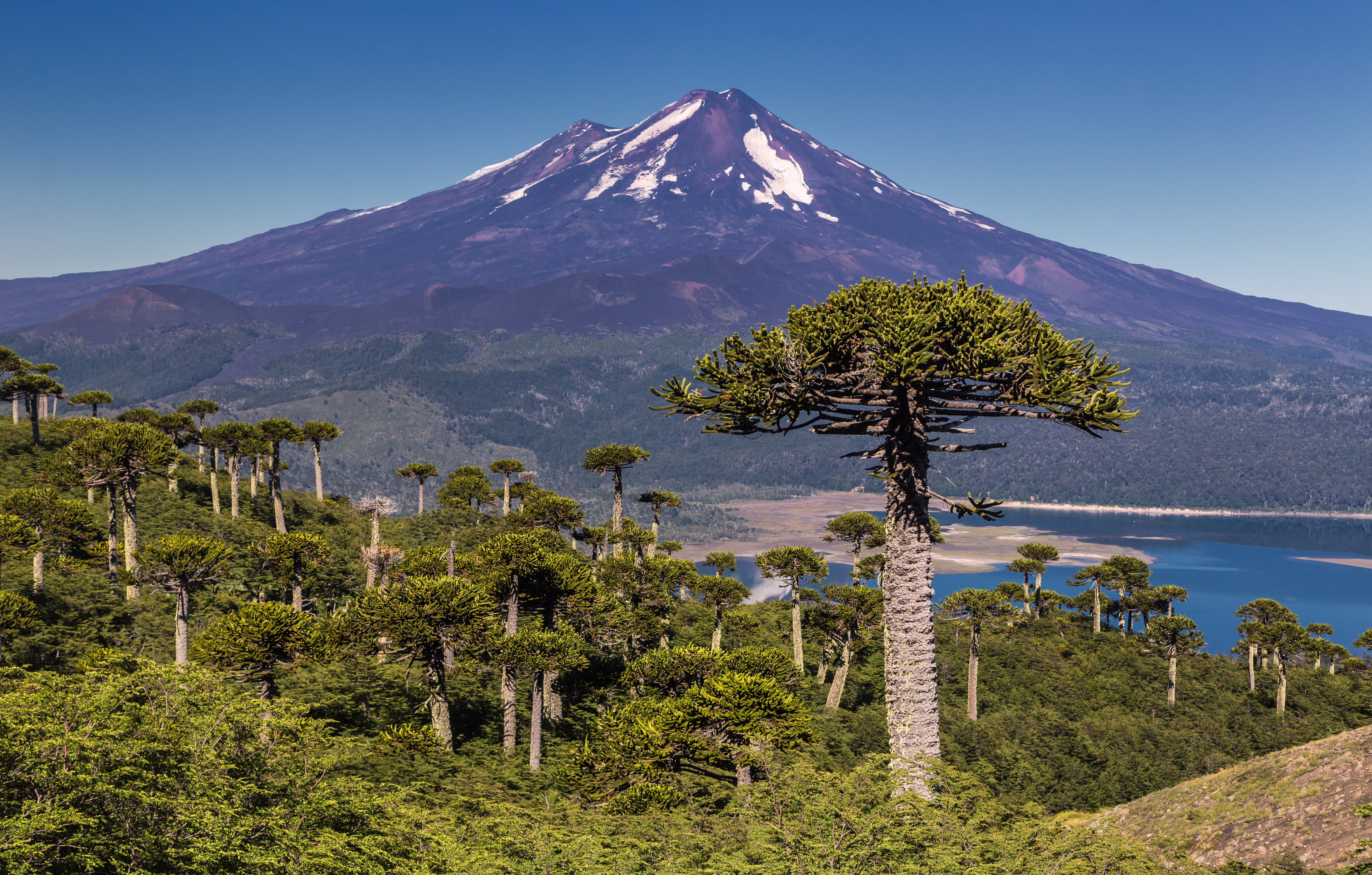 Monkey puzzle trees in Chile (Getty Images)
