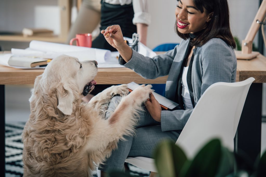 Some office workers say having pets in the workplace can be a distraction (iStock)
