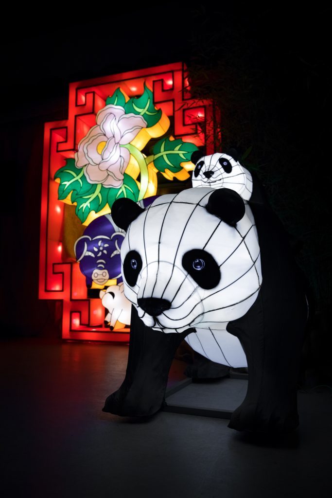 Giant Panda Lanterns (RZSS Media)